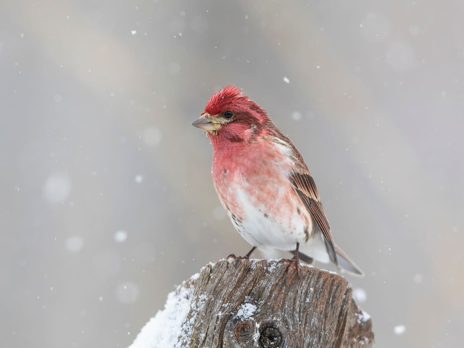 A male Purple Finch on a stump in falling snow