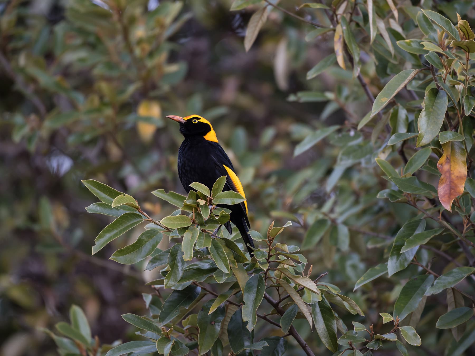Male regent bowerbird