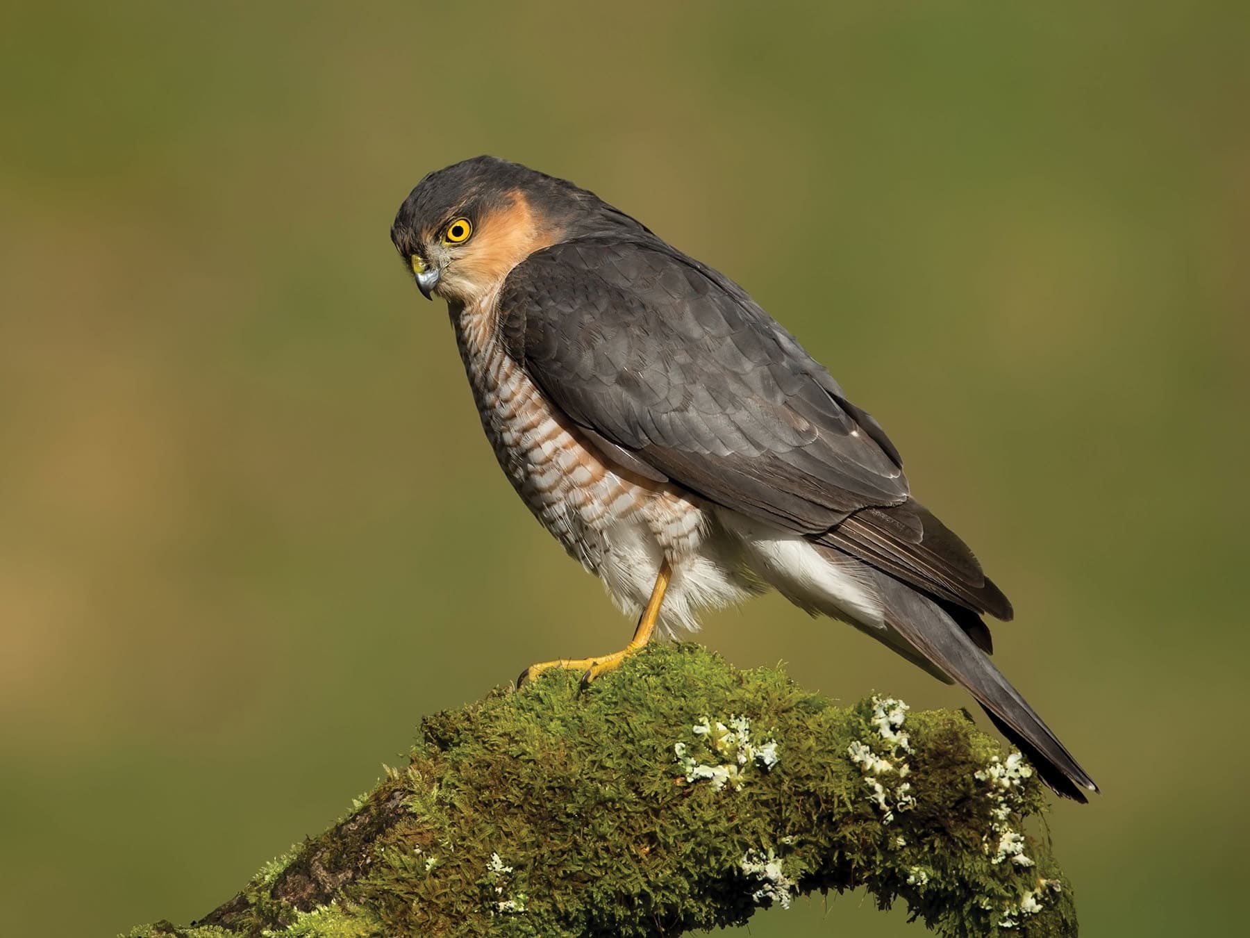 Male Sparrowhawk