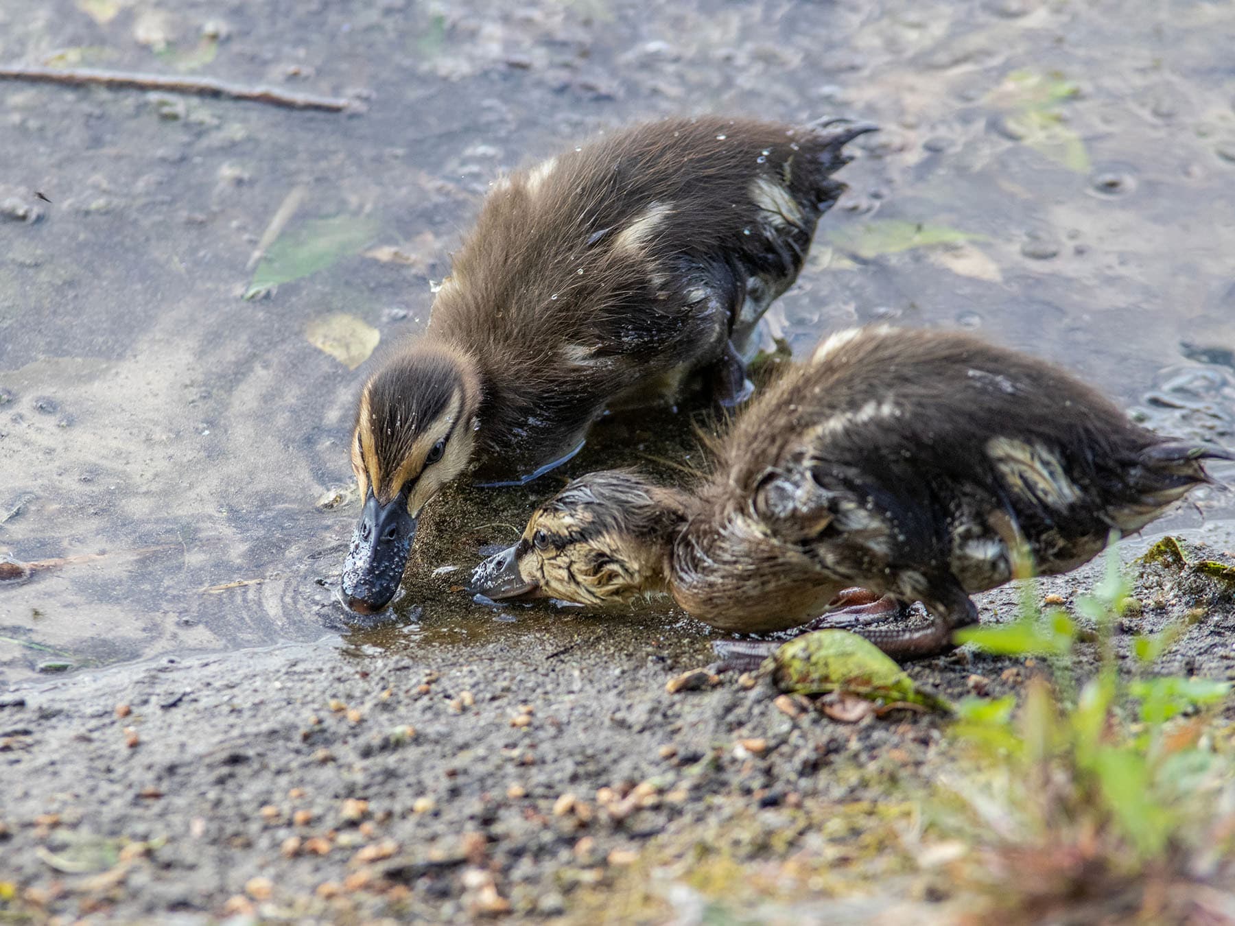 Mallard ducklings feeding
