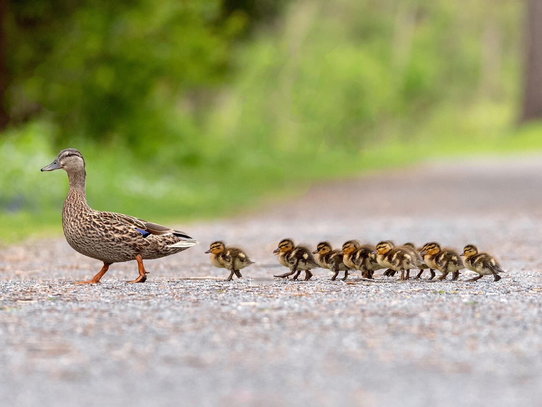 Mallard ducklings
