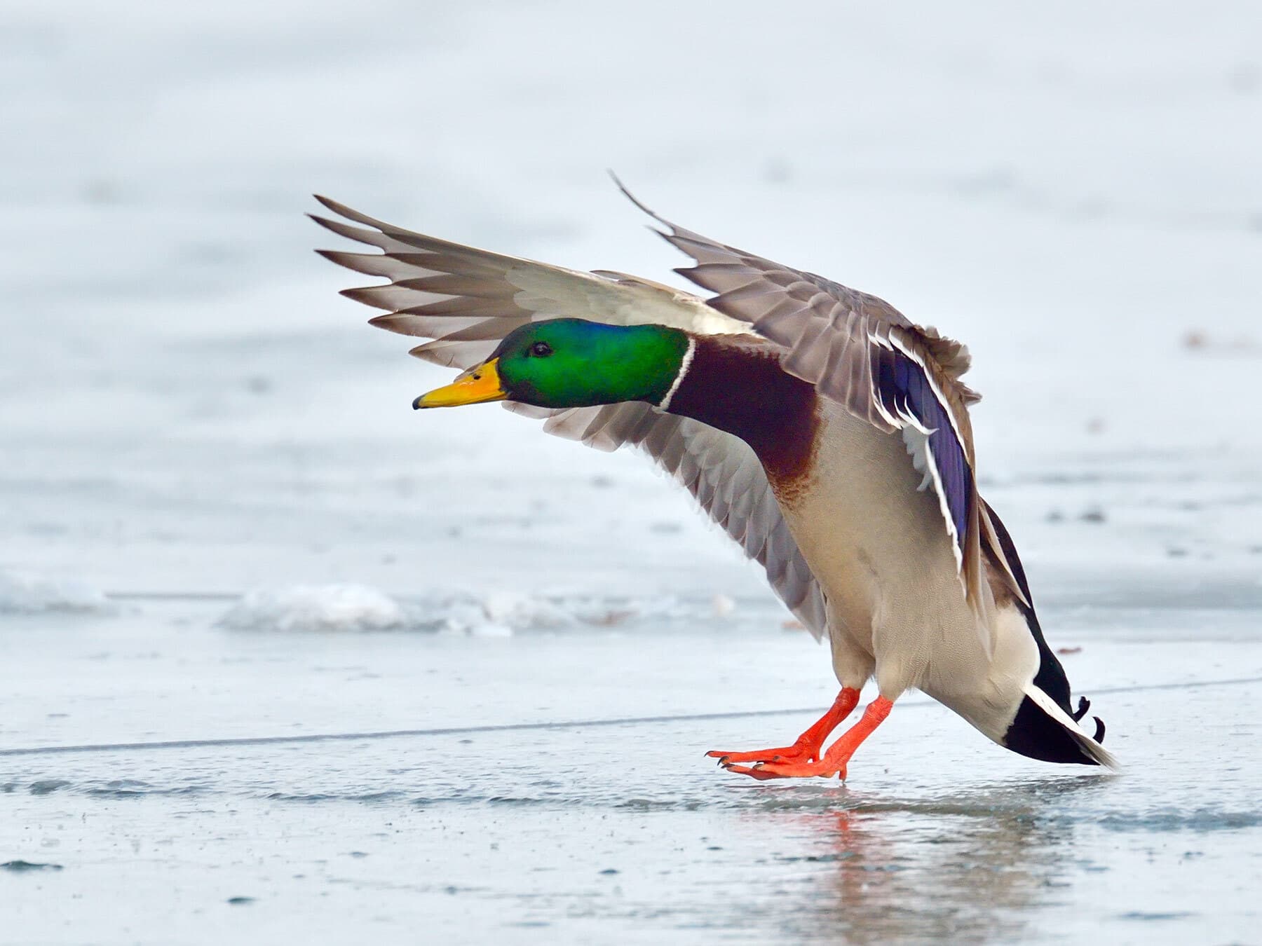 Mallard landing