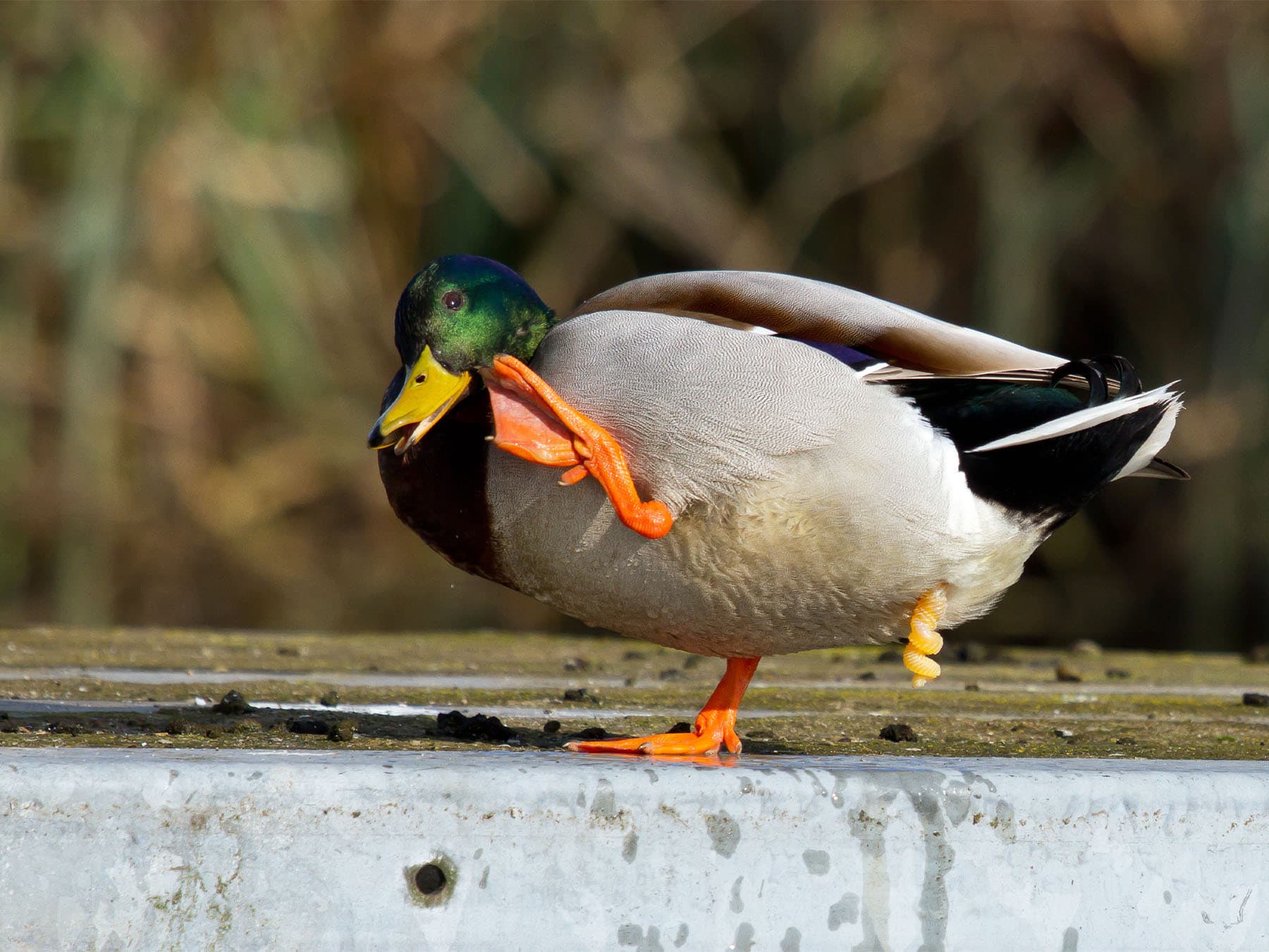 Mallard showing phallus