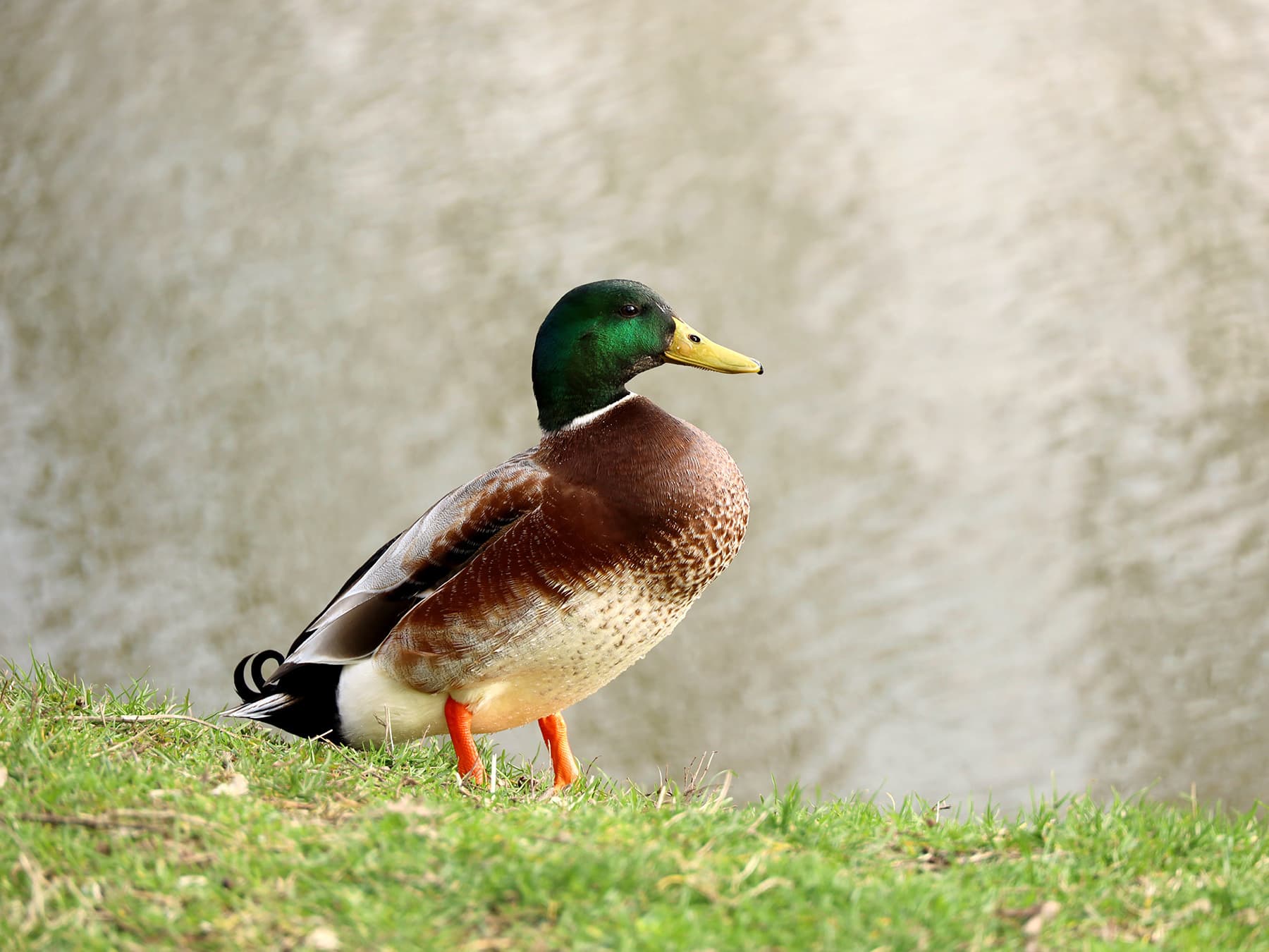 Mallard standing by the edge of lake