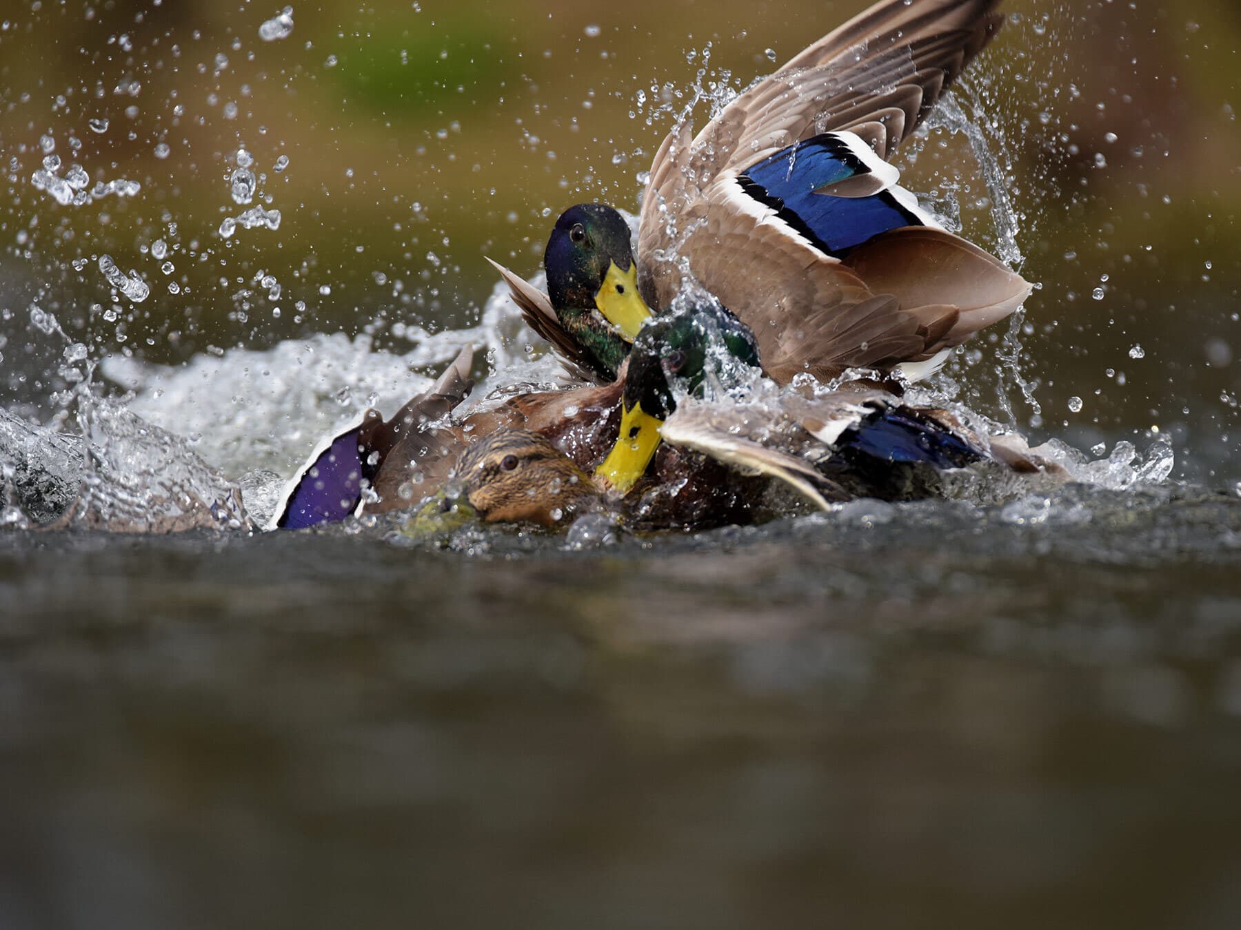 Mallards fighting for female