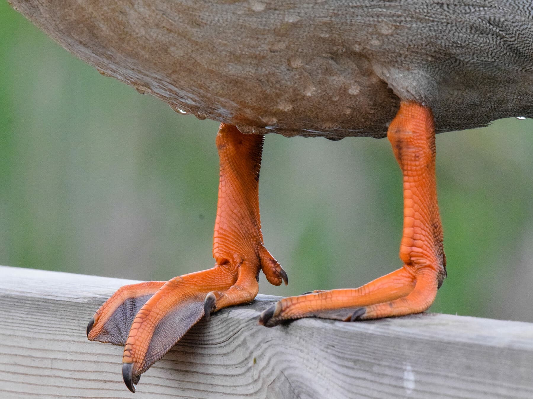 Mallards webbed feet