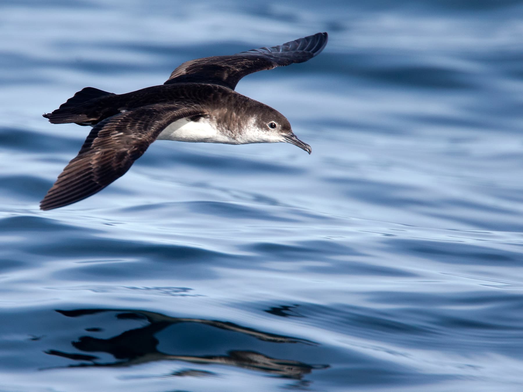 Manx shearwater flying low across sea