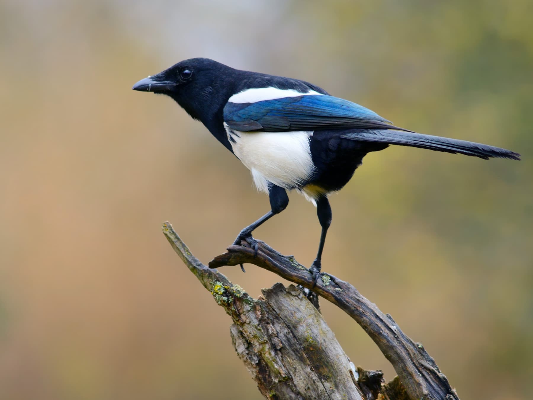 Mapie standing on branch