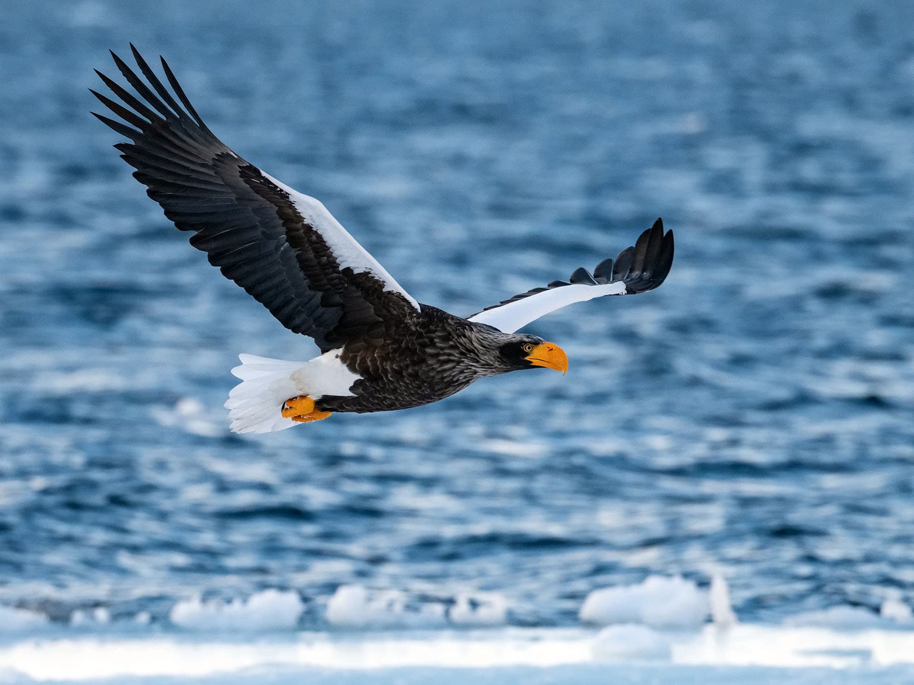 The Mechanics of Flight