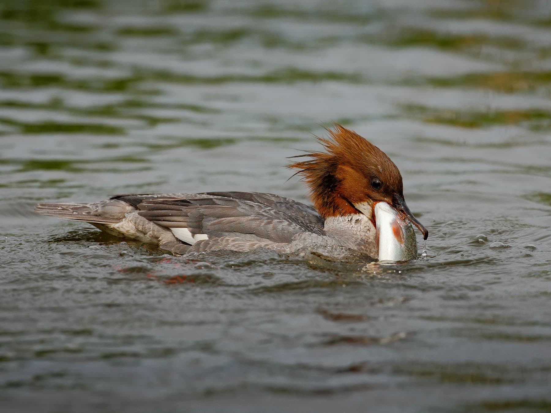 Merganser eating fish