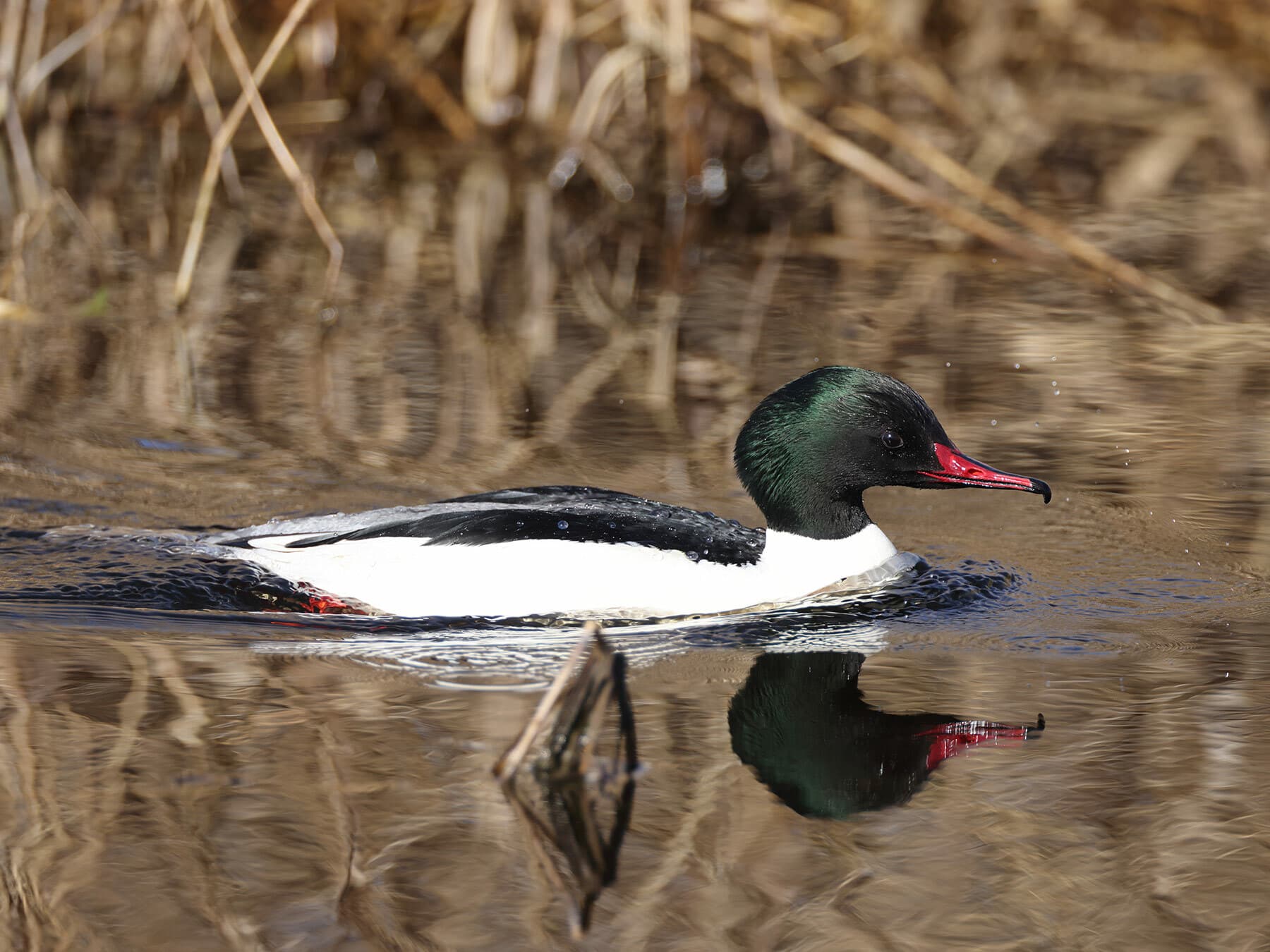 Common Merganser