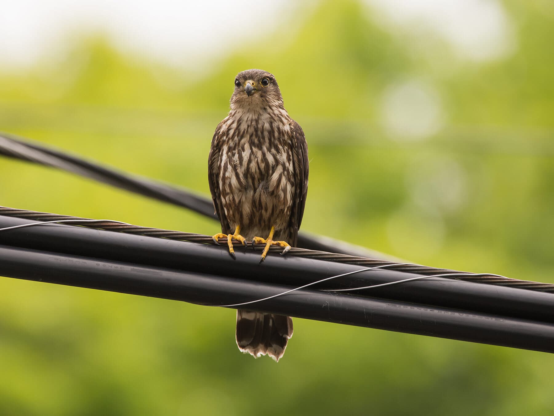 Merlin falcon on power line