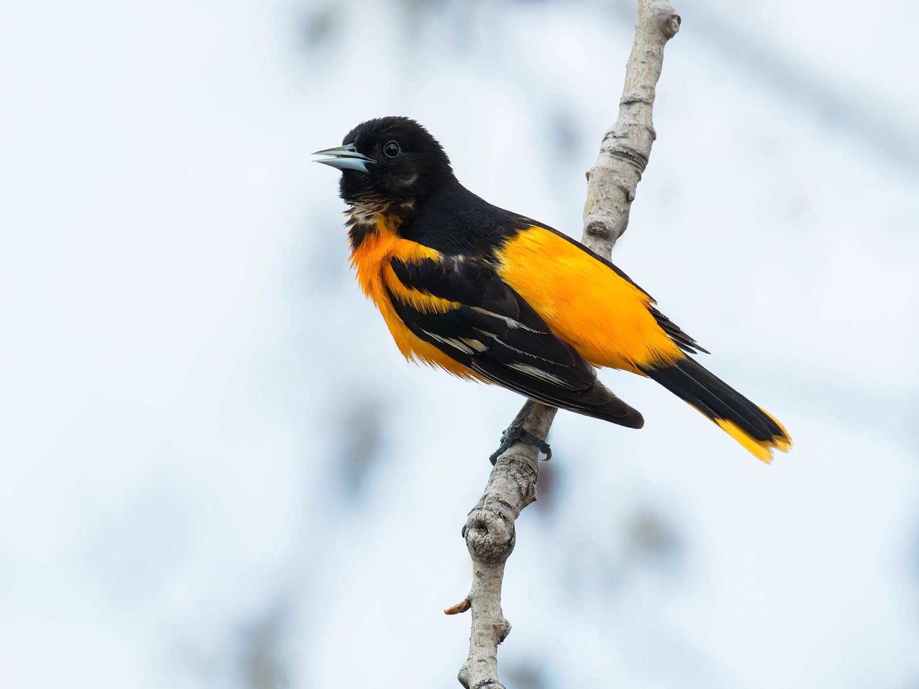 Migrating baltimore orioles