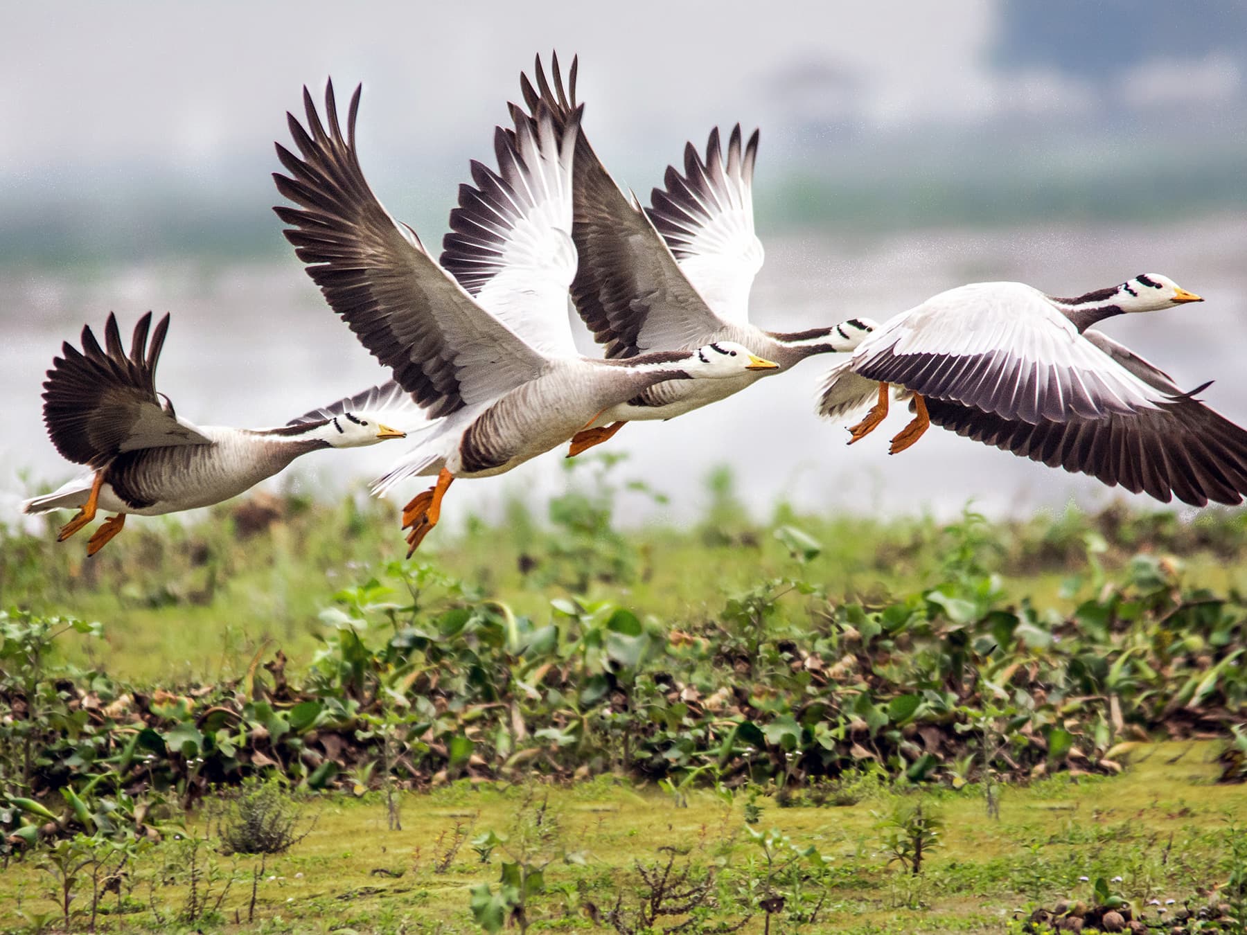 Migration Challenges and Conservation