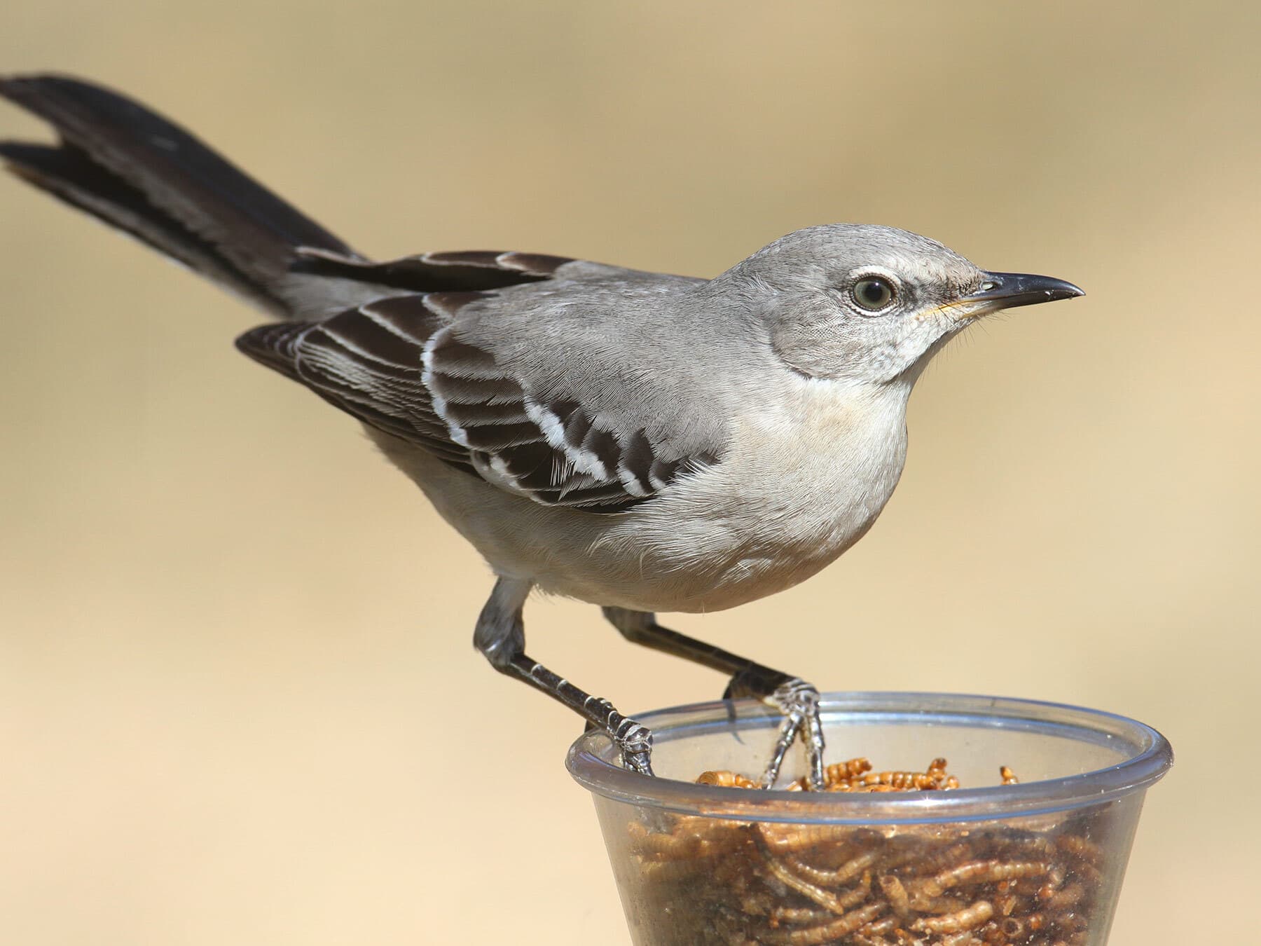 Mockingbird eating mealworms