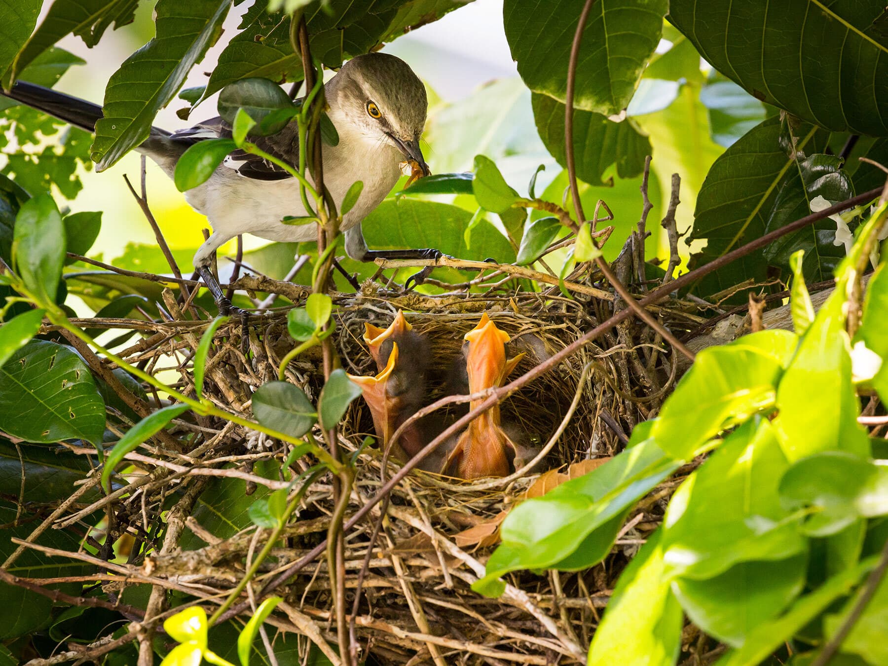 Mockingbird feeding chicks