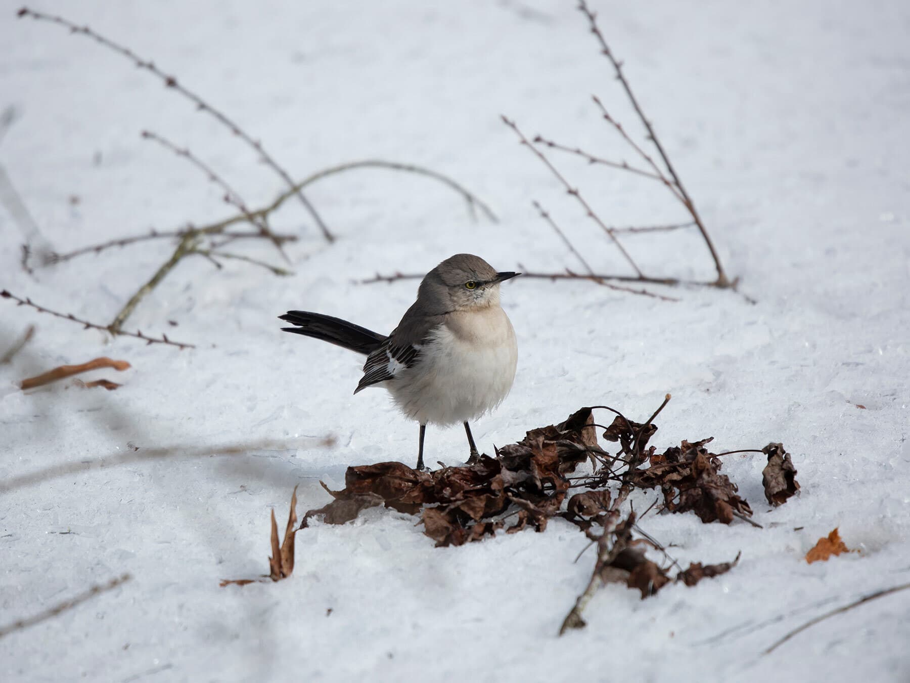 Mockingbird foraging in winter