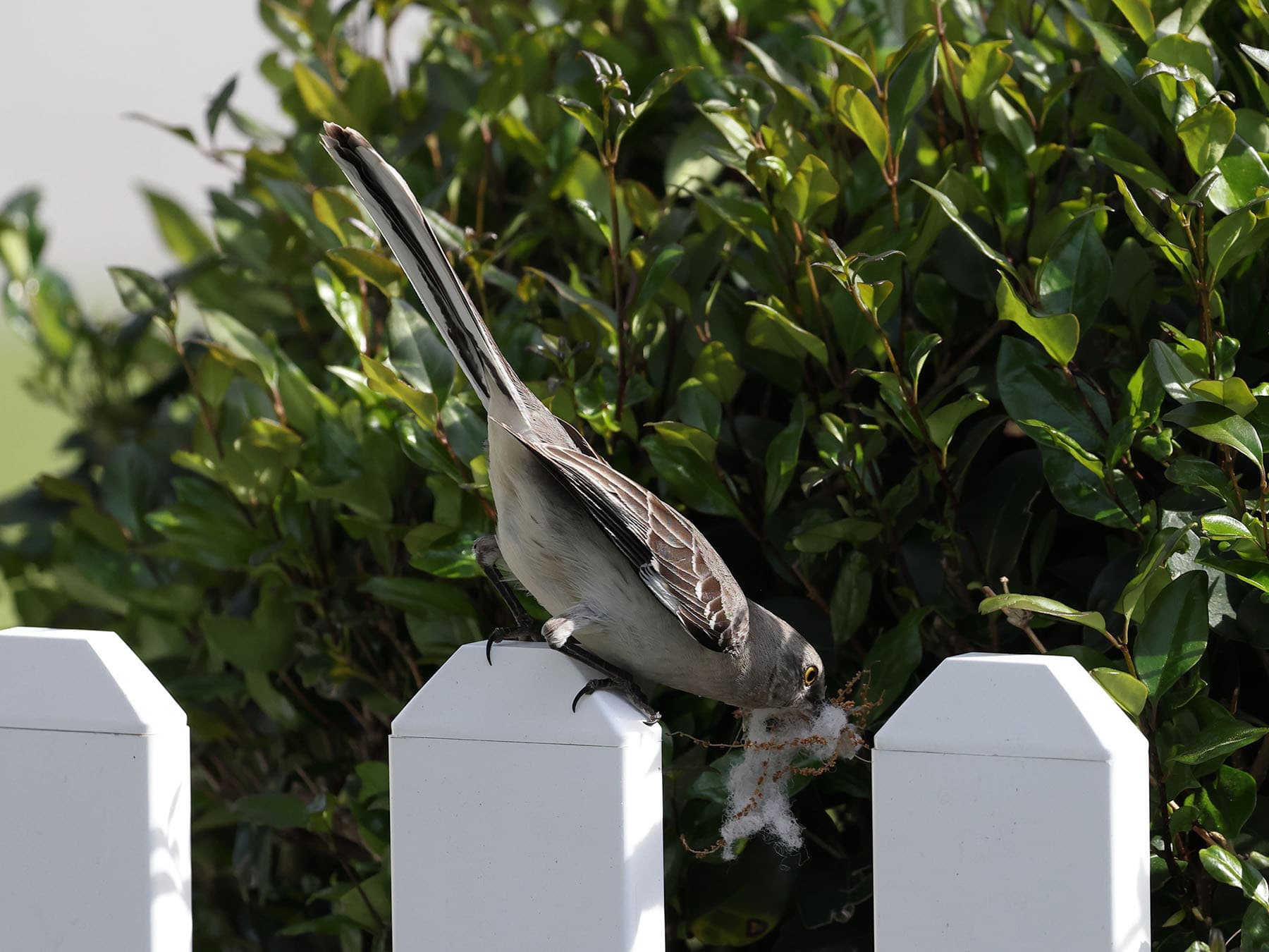 Mockingbird gathering nesting material