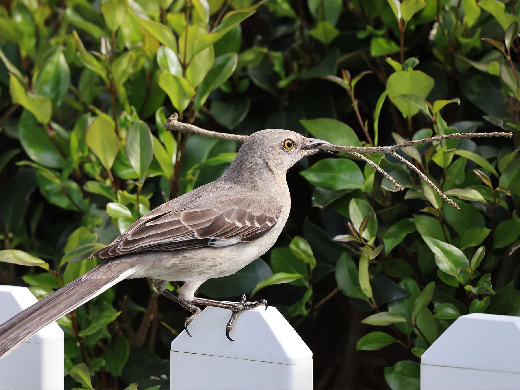 Mockingbird nesting material