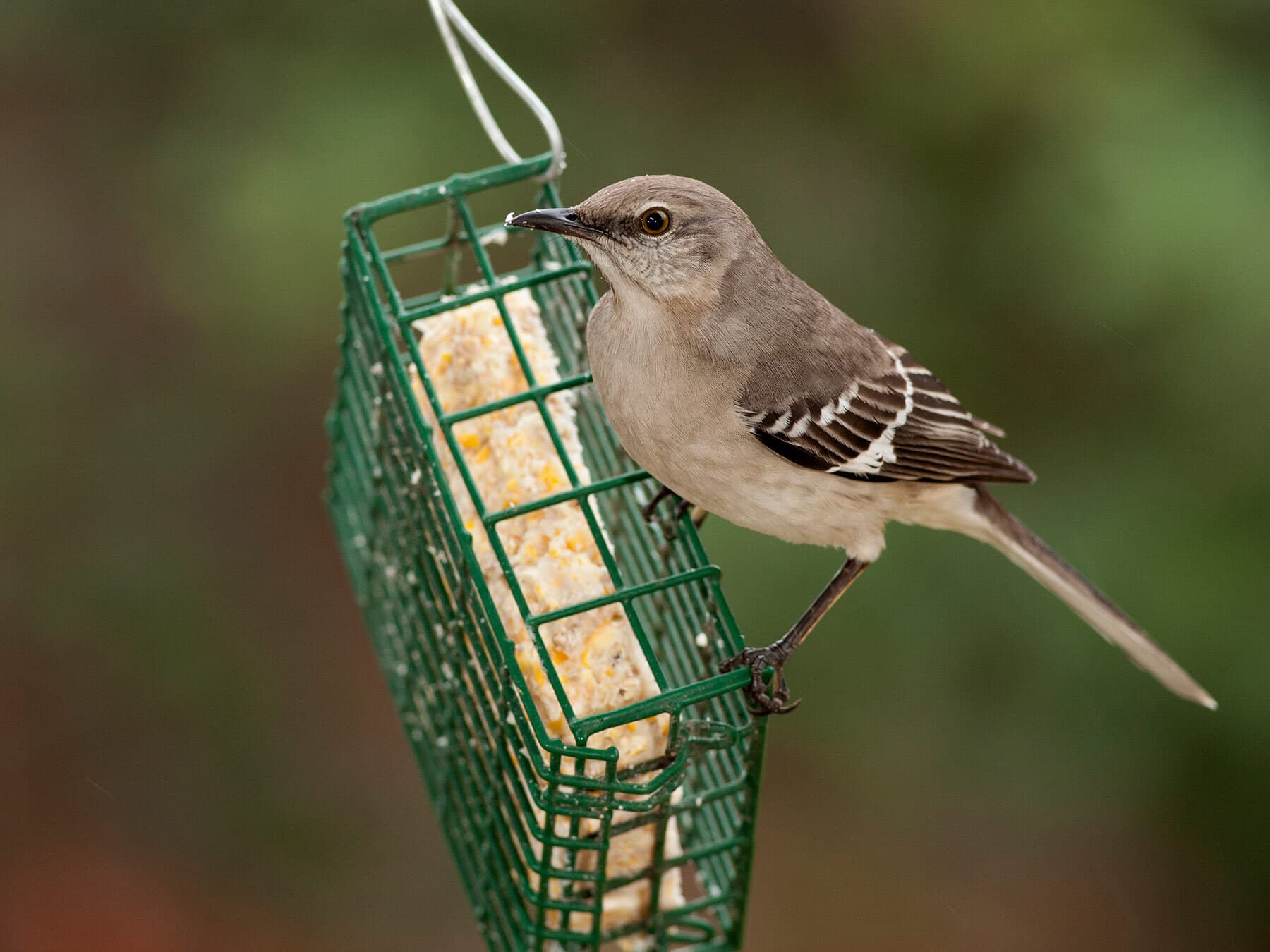 A Northern Mockingbird clinging to a wire suet feeder.