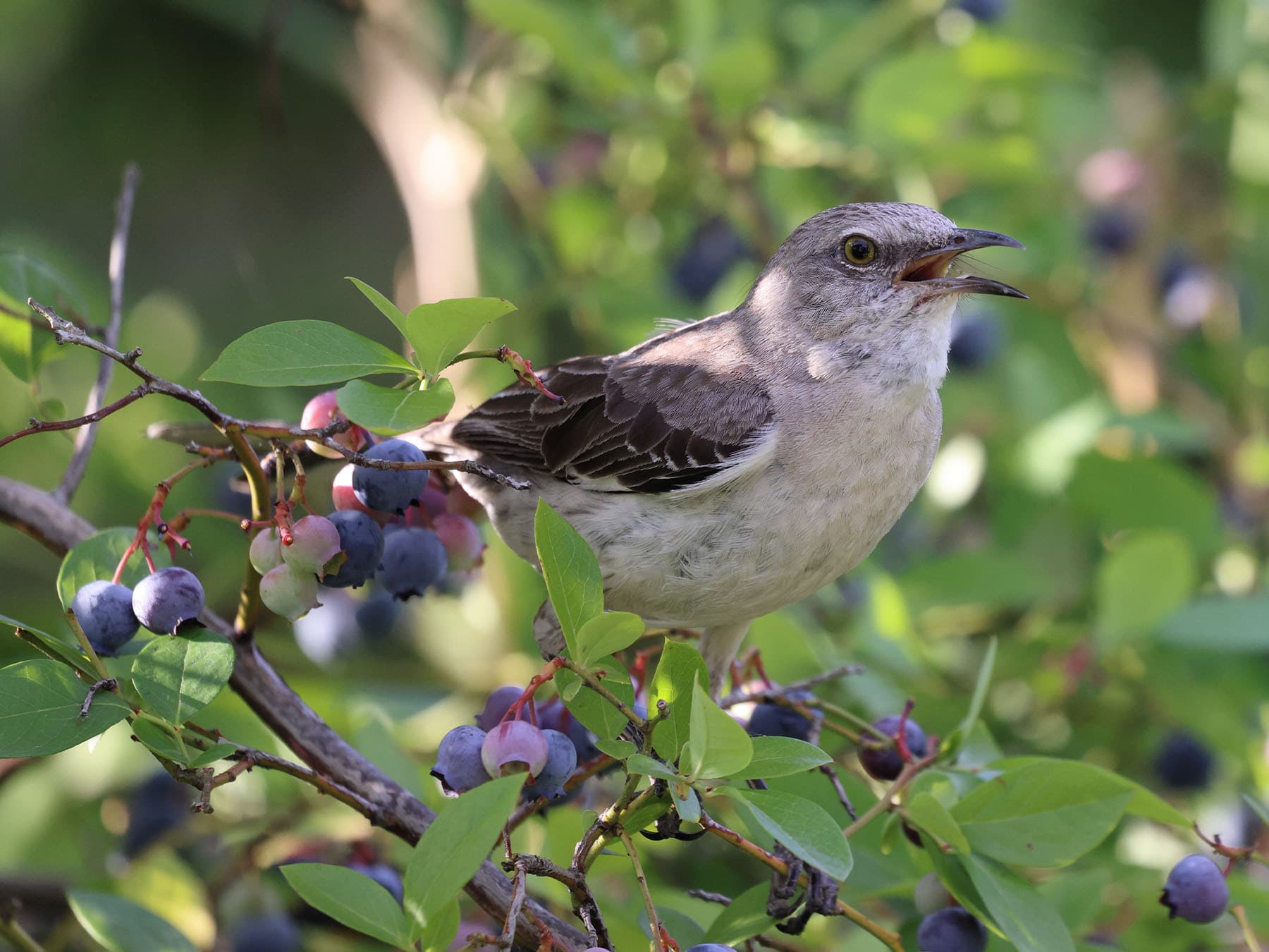 Mockingbird singing in blueberry bush
