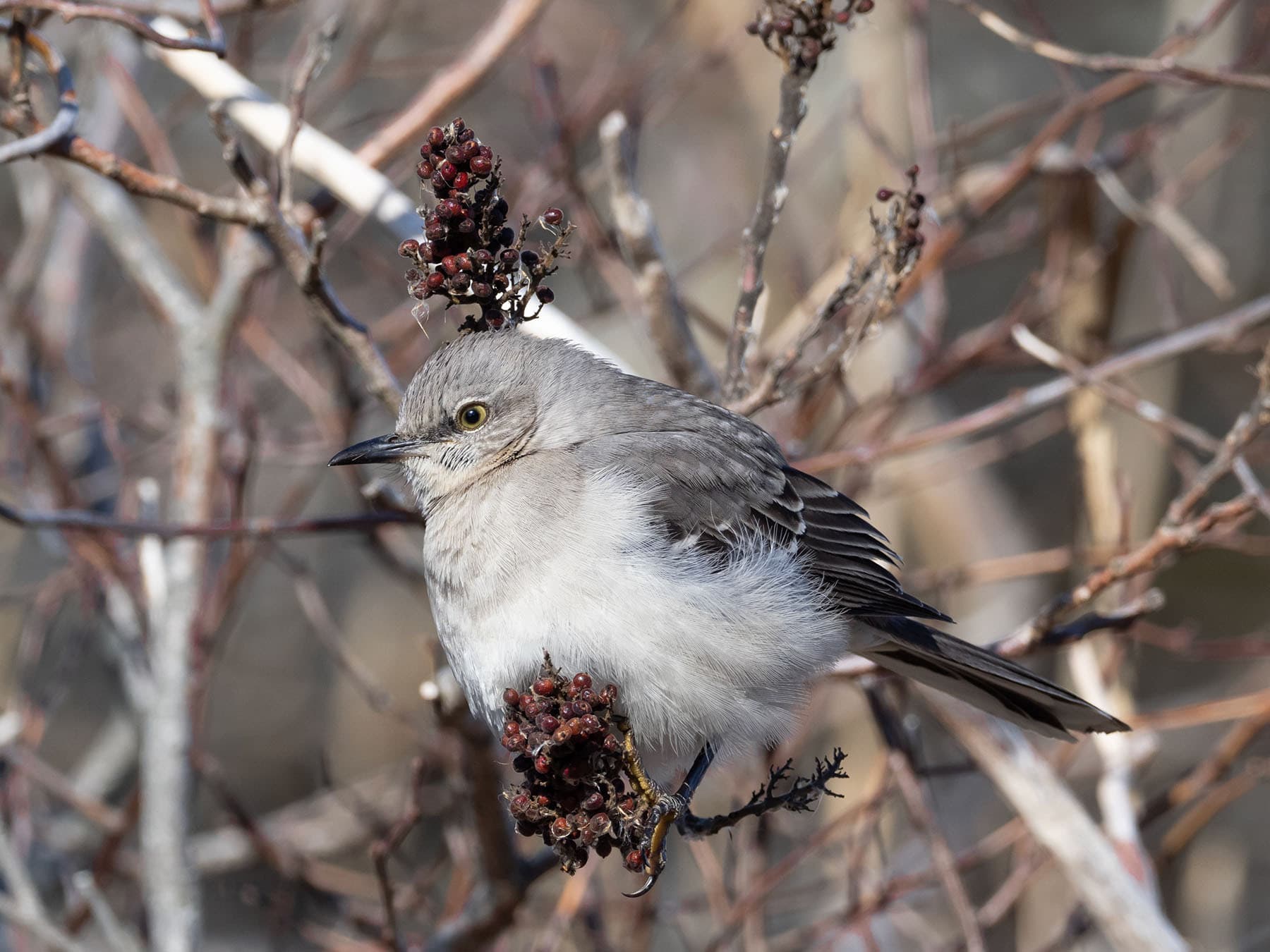 A Northern Mockingbird among the dark red fruit clusters of a leafless sumac.