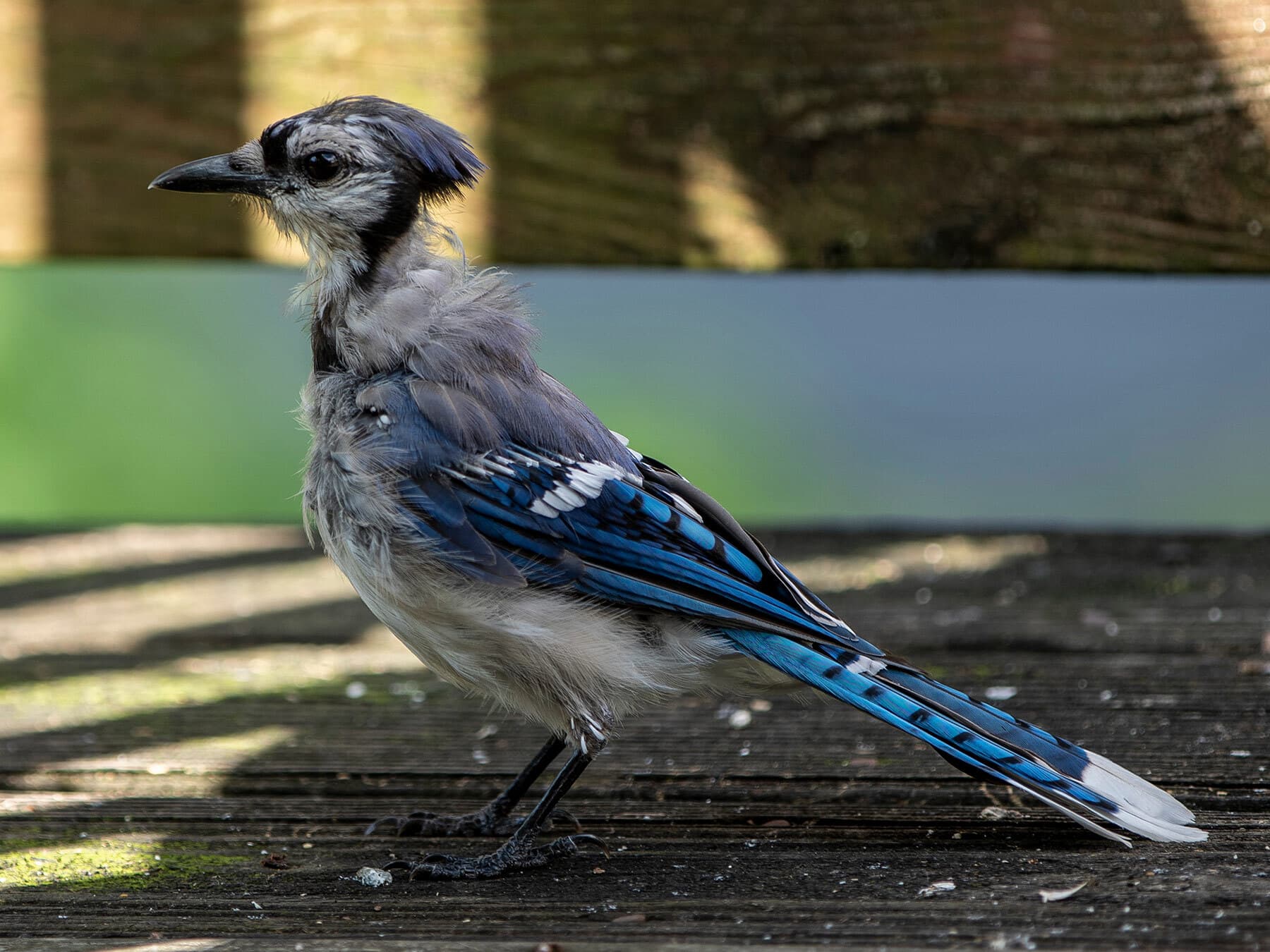 A Blue Jay in molt, with ragged head and neck feathers and a short crest