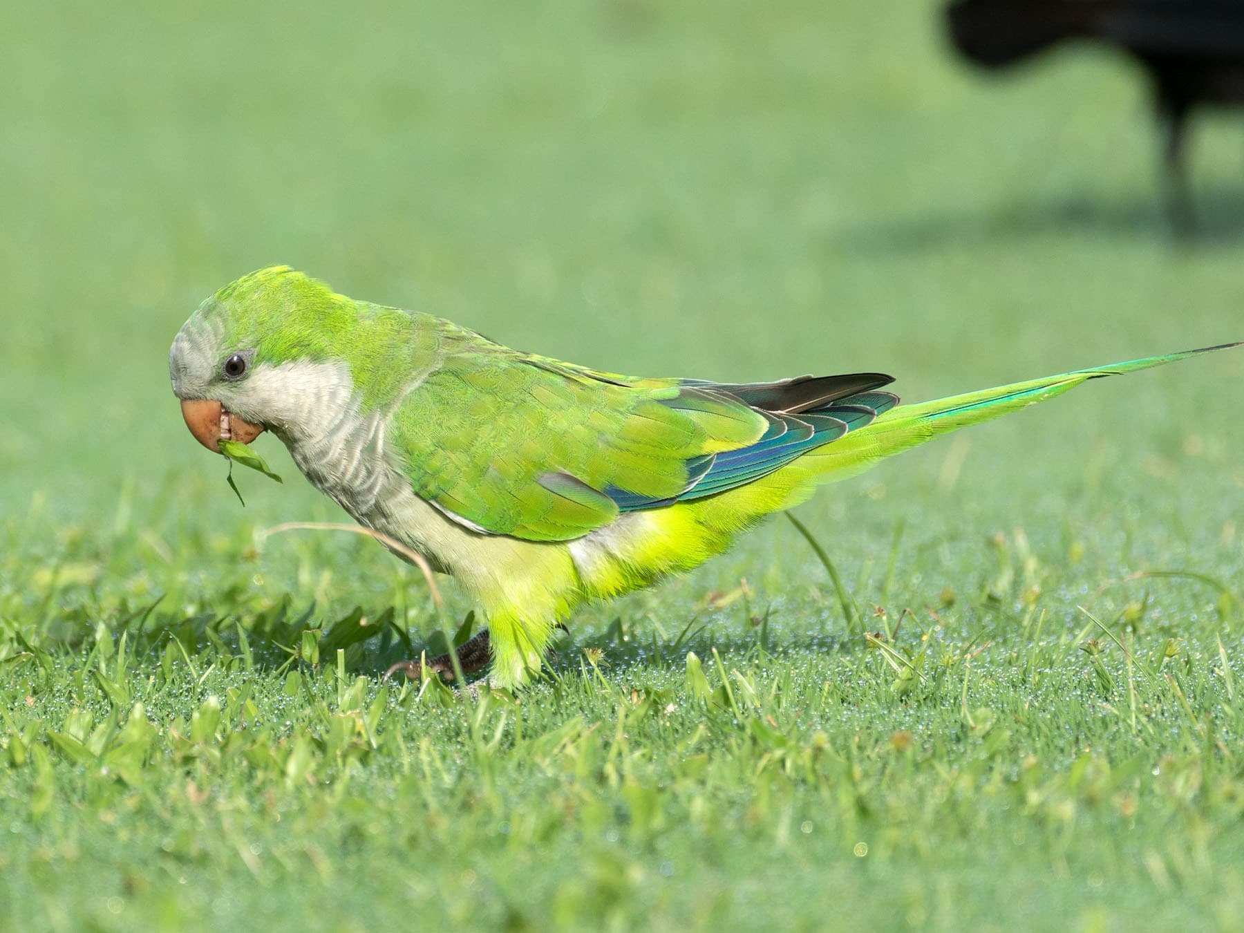 Monk Parakeet feeding on grass