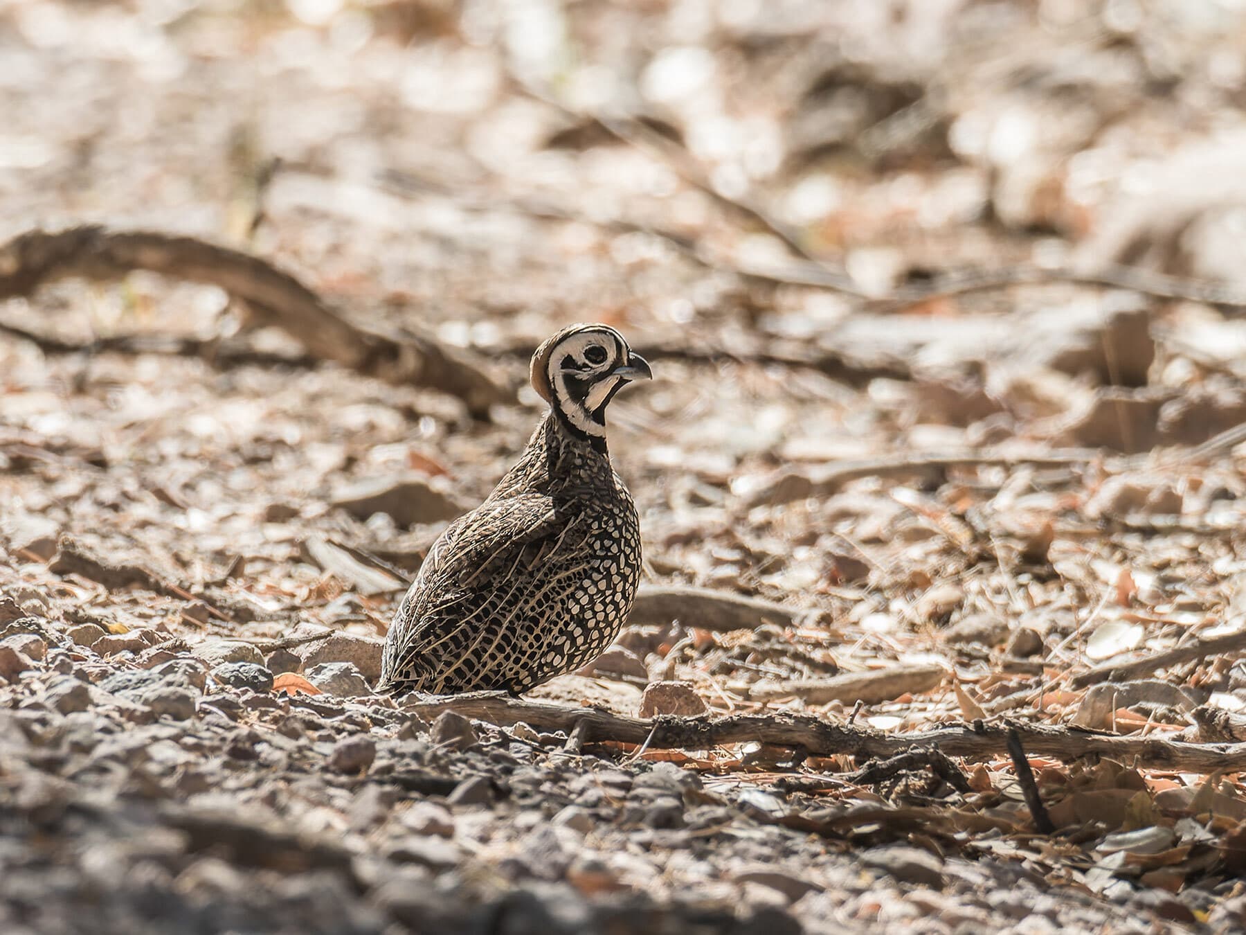 Montezuma quail
