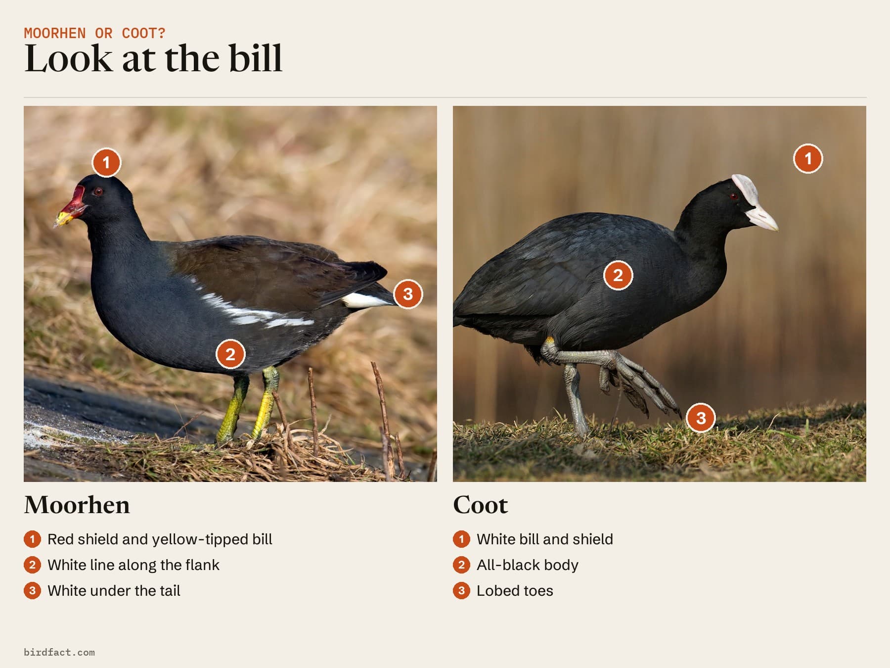 Comparison card, photos of a Moorhen on the left and a Coot on the right, headed 'Look at the bill'. Moorhen: red shield and yellow-tipped bill; white line along the flank; white under the tail. Coot: white bill and shield; all-black body; lobed toes.