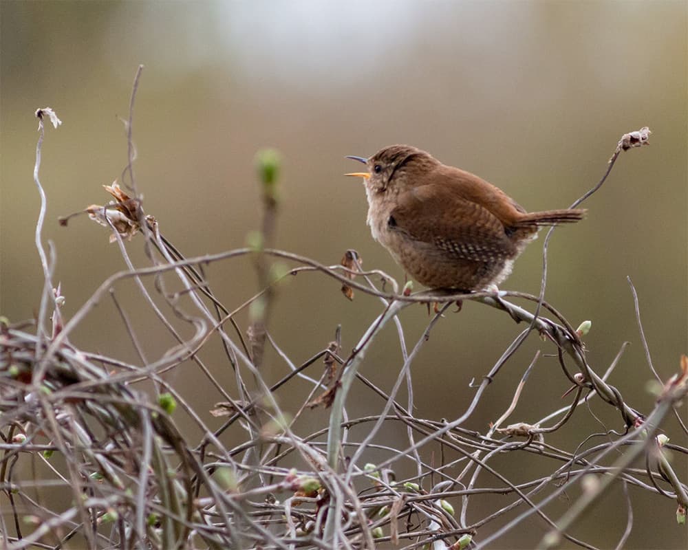 The most common bird in the UK
