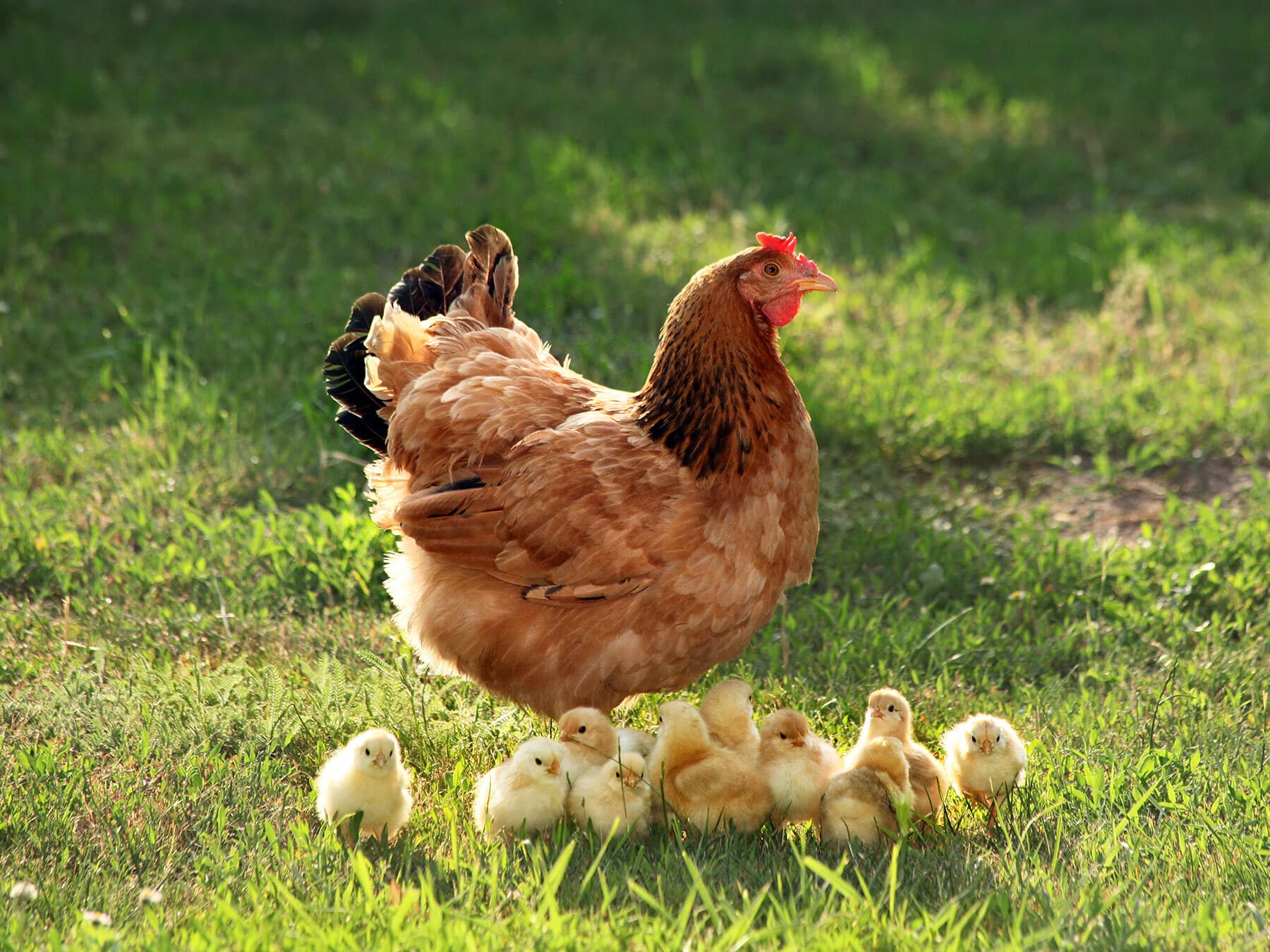 Mother hen with chicks