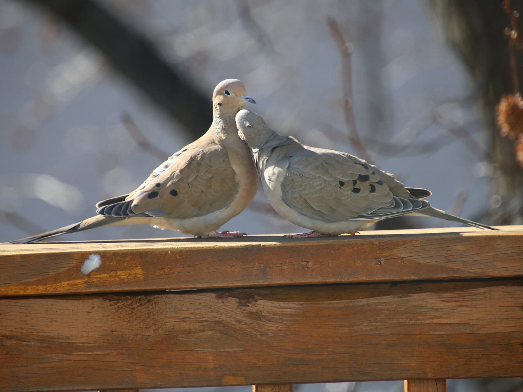 Mounring dove breeding pair