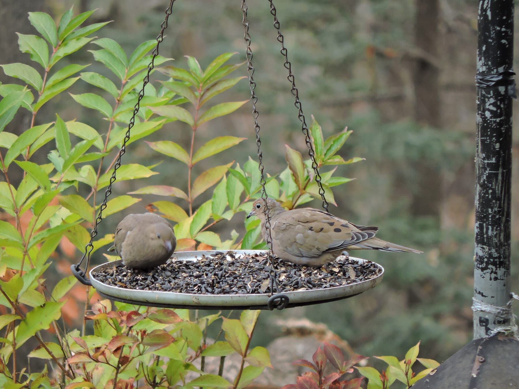 Mounring doves on feeding platform