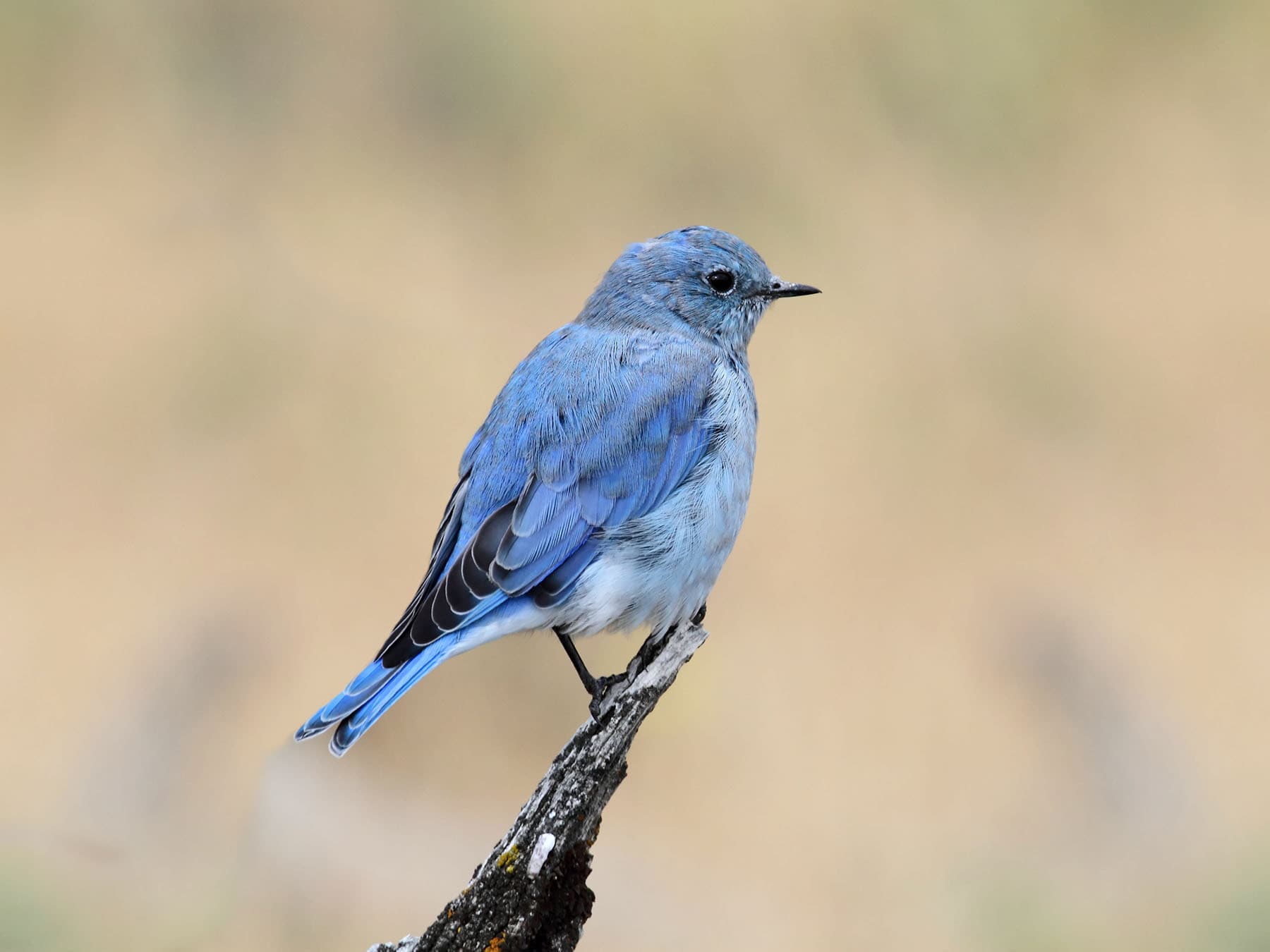 Mountain Bluebird