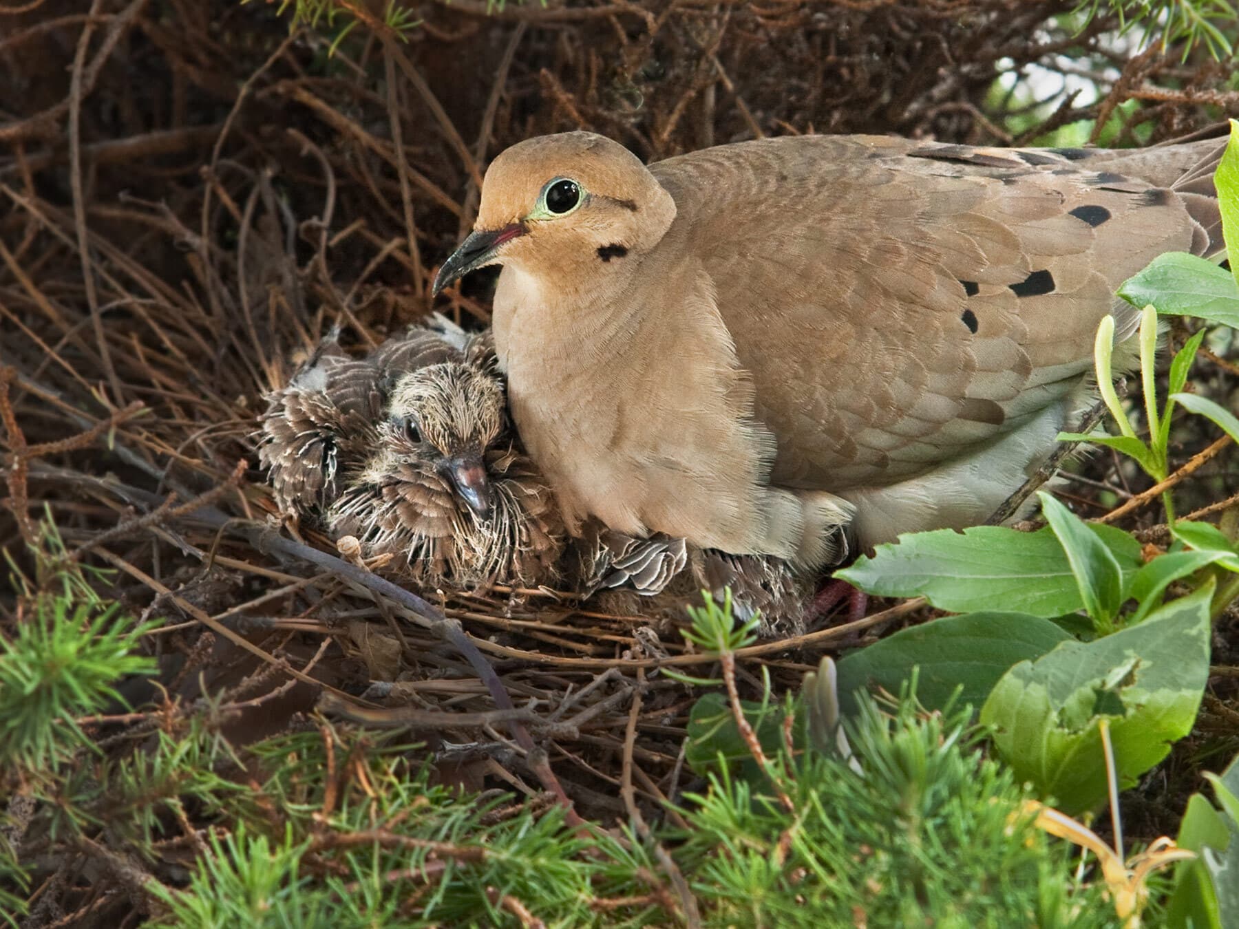 Mourning dove chicks