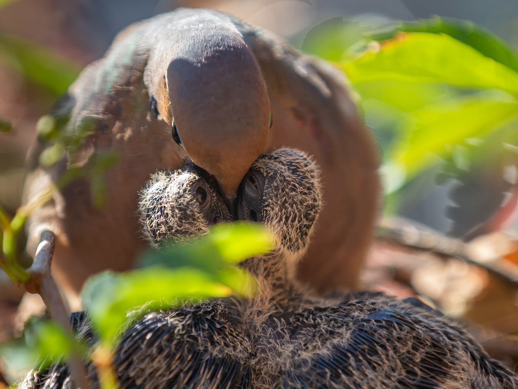 Mourning dove feeding chicks