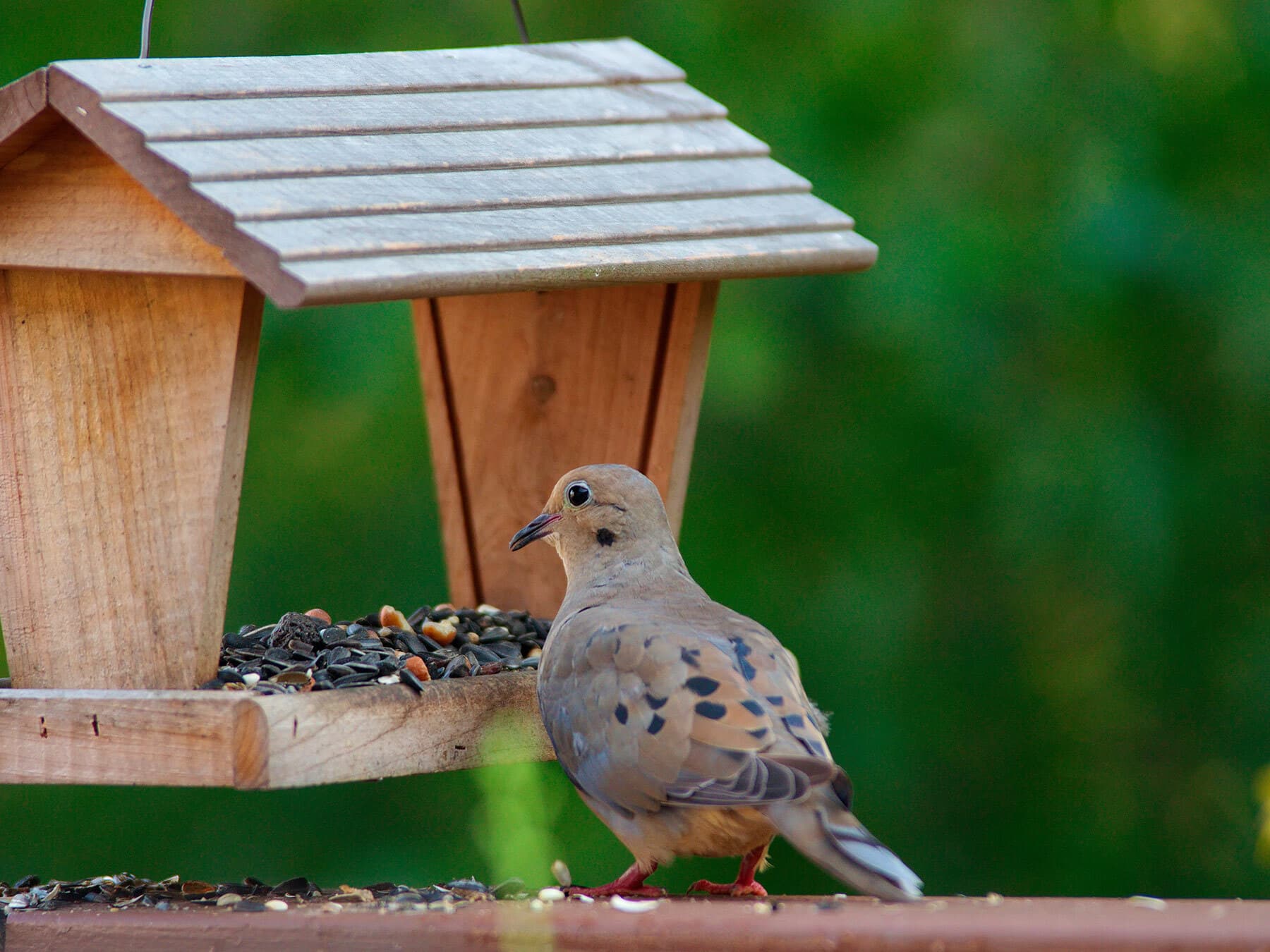 Mourning dove feeding from a bird feeder