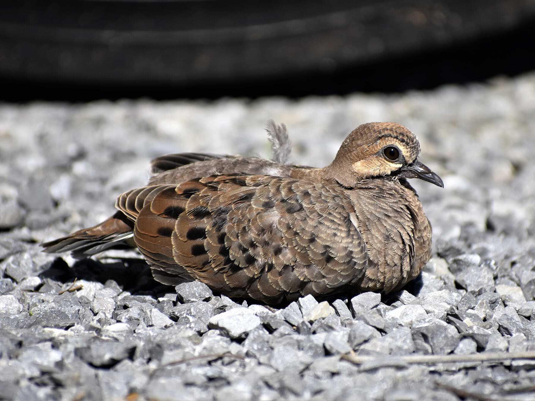 Mourning dove fledgling