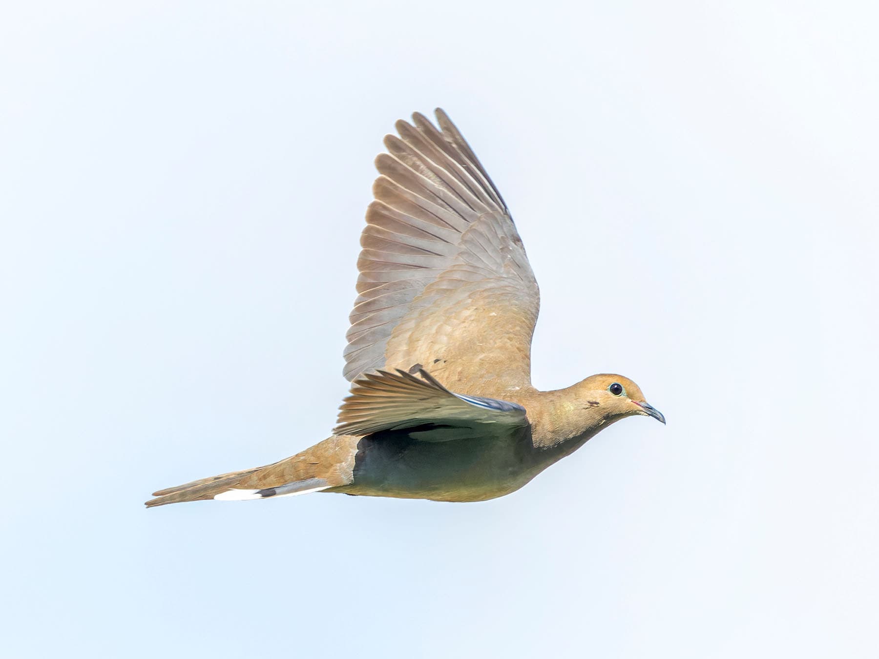 A Mourning Dove in flight, its long, pointed tail behind it. Its wings whistle as it flies, loudest at take-off and landing.