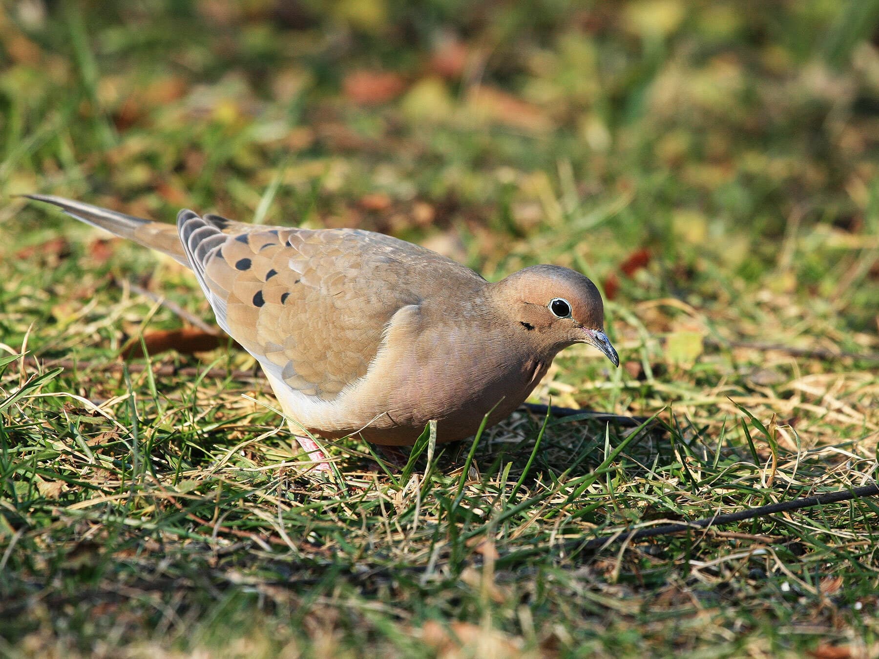 Mourning dove foraging
