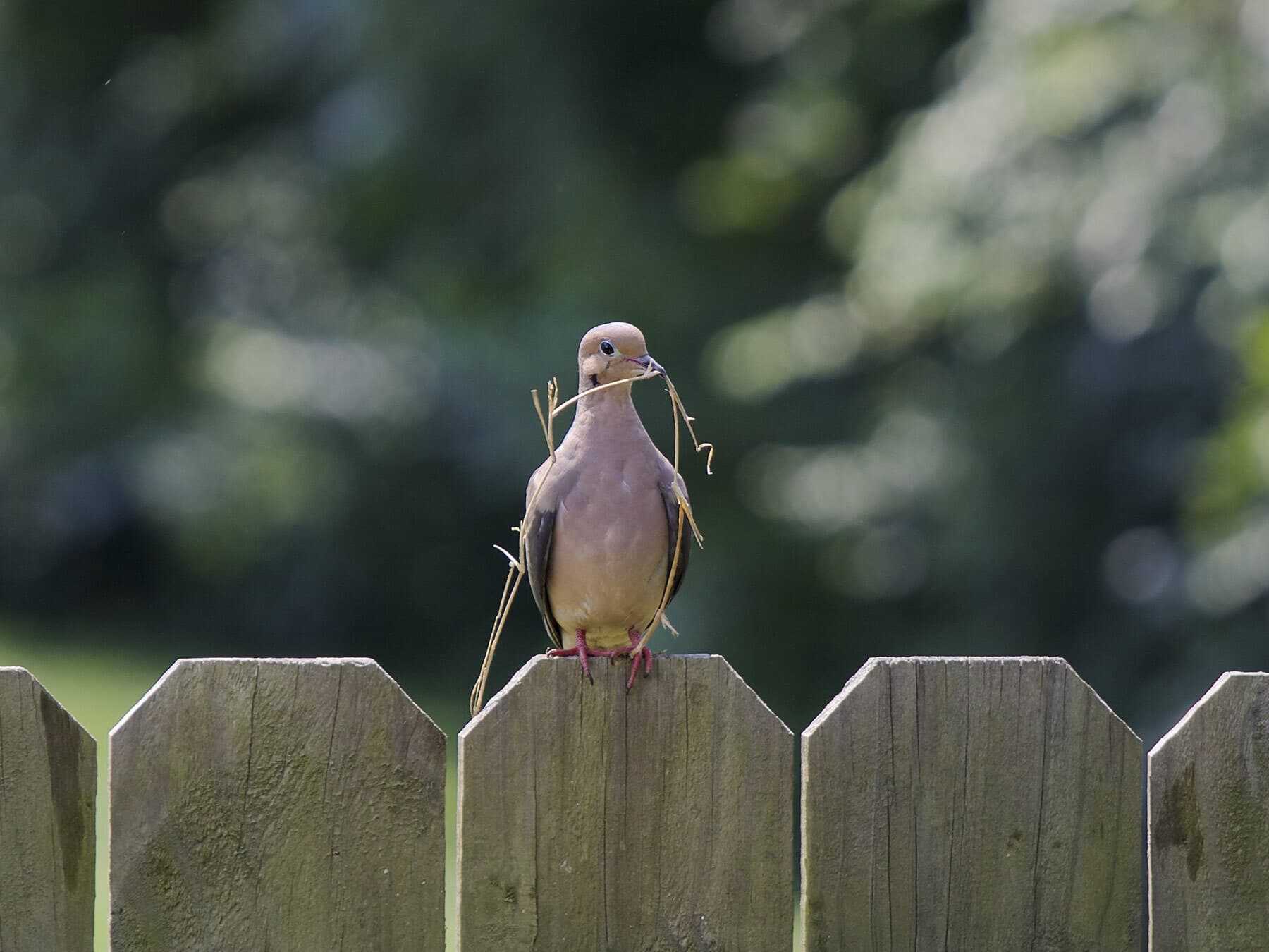Mourning dove gathering nesting