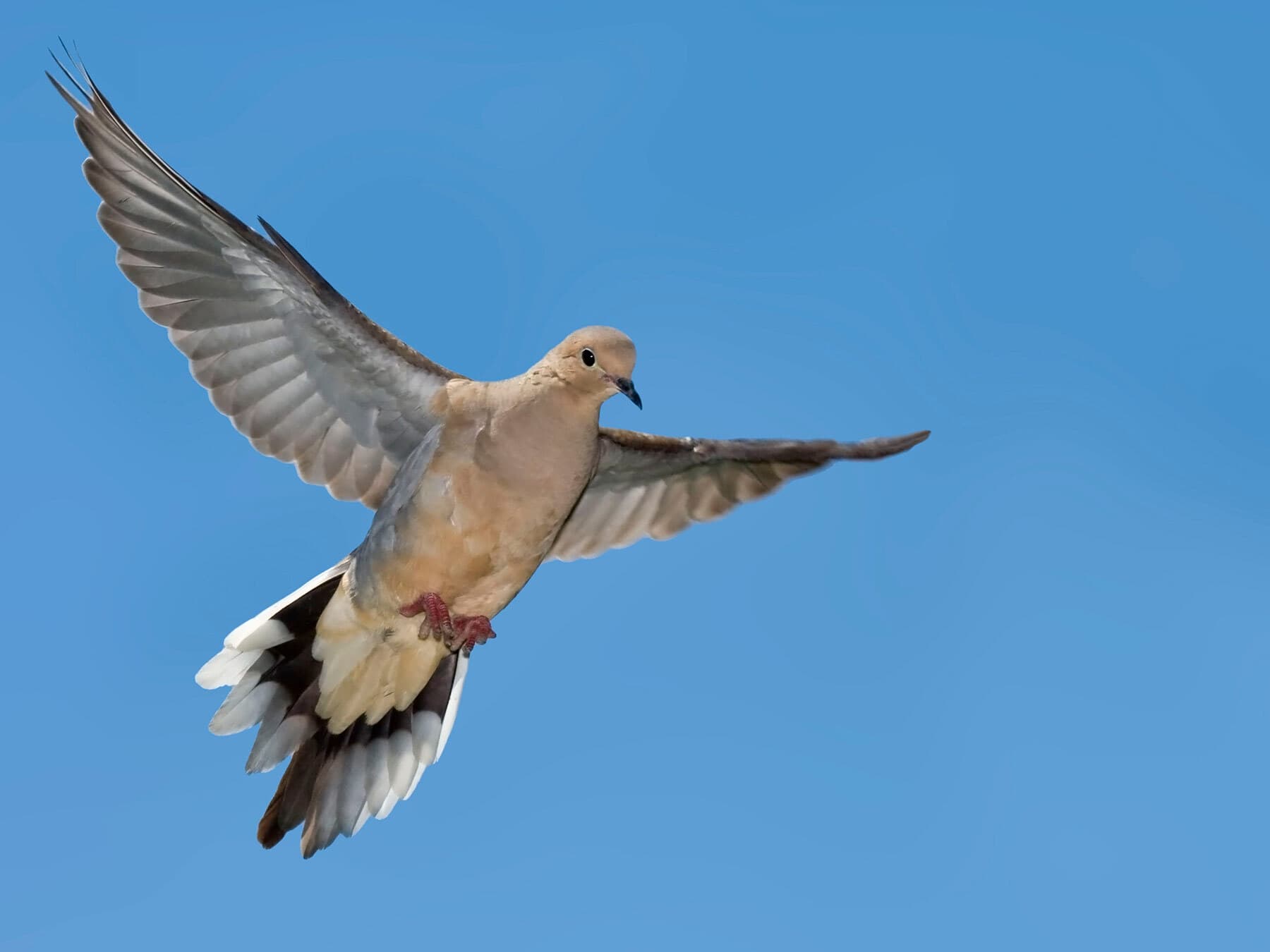 Mourning dove in flight