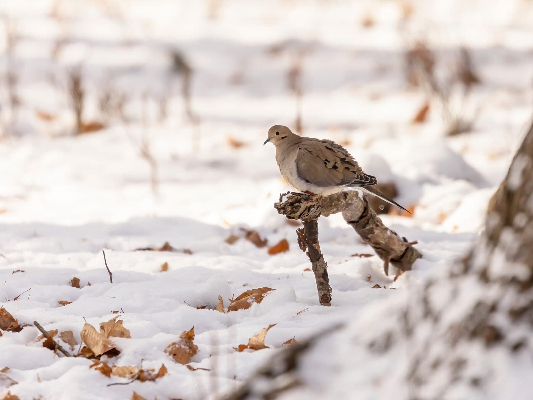 Mourning dove in winter