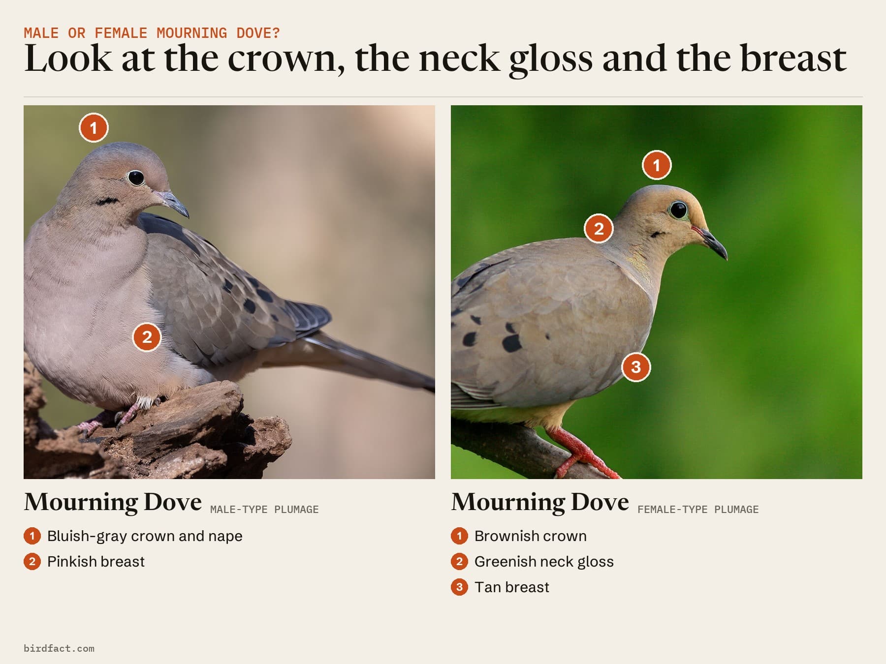Two Mourning Doves showing the marks to look for. Left: a bluish-gray crown and nape and a pinkish breast, the pattern of a male. Right: a brownish crown, a greenish gloss on the neck and a tan breast, the pattern of a female. Plumage sexing is not certain, so the photos are labeled by type.
