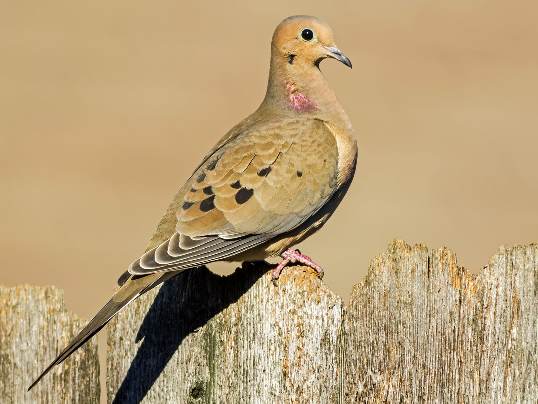 Mourning dove perched on wooden fence