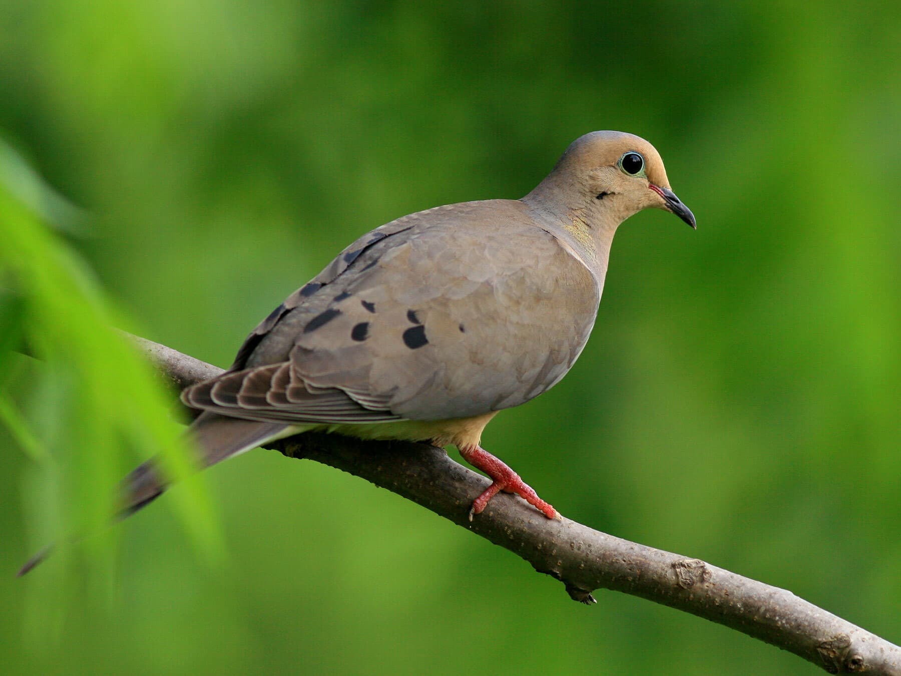 Mourning dove perched