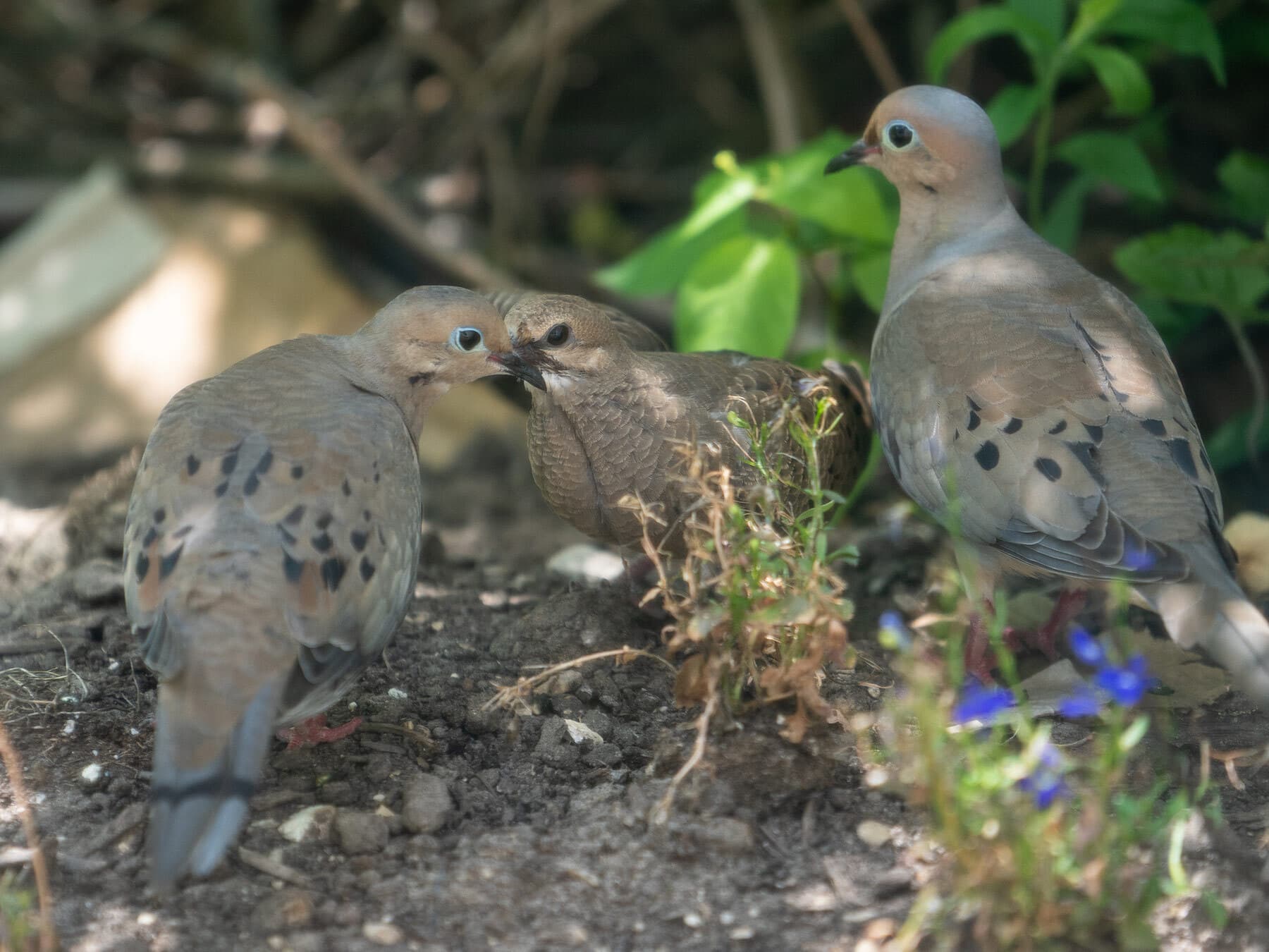An adult Mourning Dove feeding a young bird bill to bill on the ground, with a second adult beside them