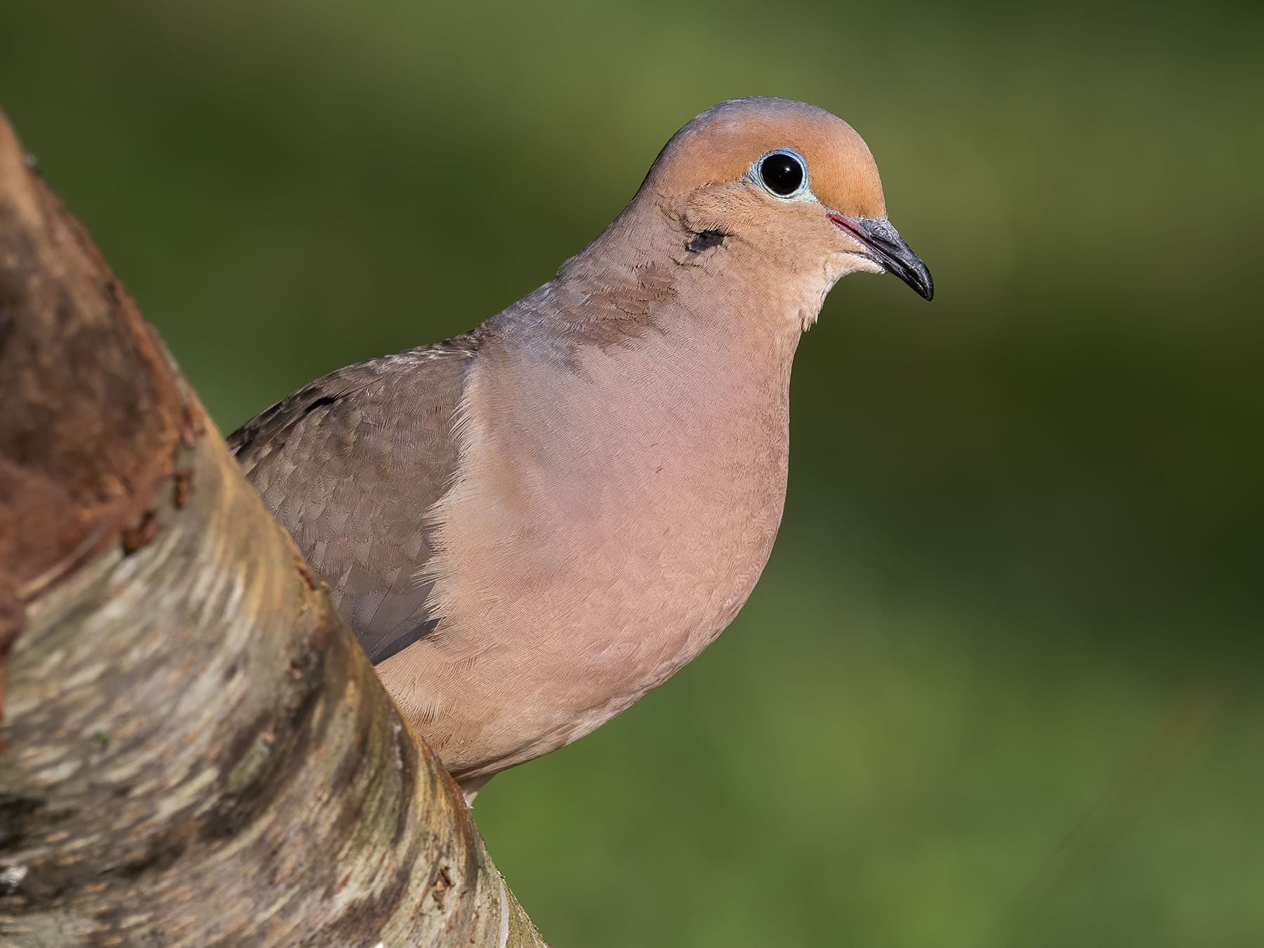 Mourning Dove