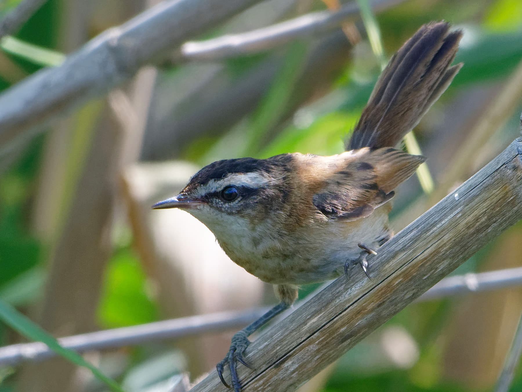 Moustached Warbler camouflaged in its natural habitat